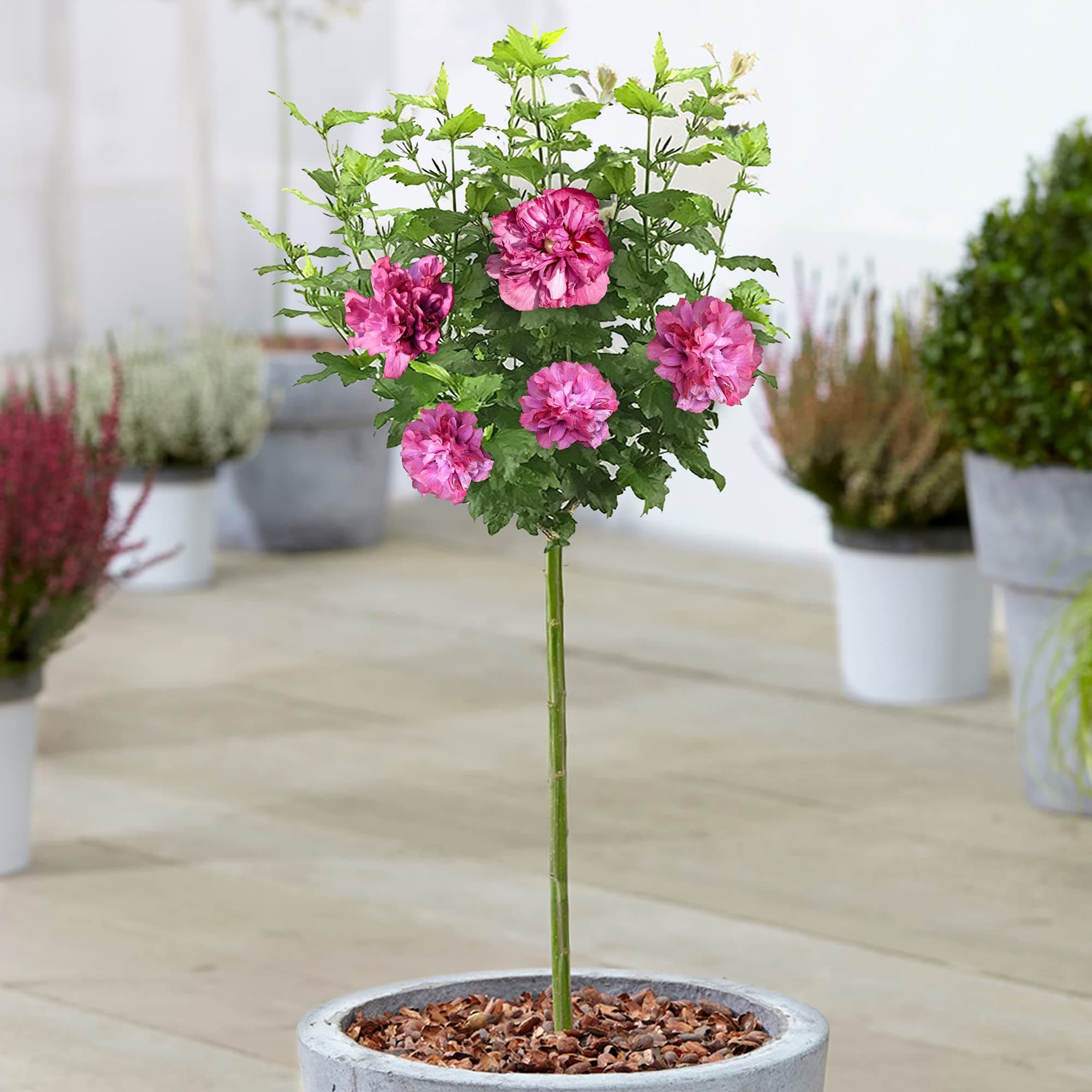 Hibiscus Duc de Brabant - Rose of Sharon | Laubabwerfender Baum für Gärten & Terrassen - ideal für Bunasoleigärten & Out