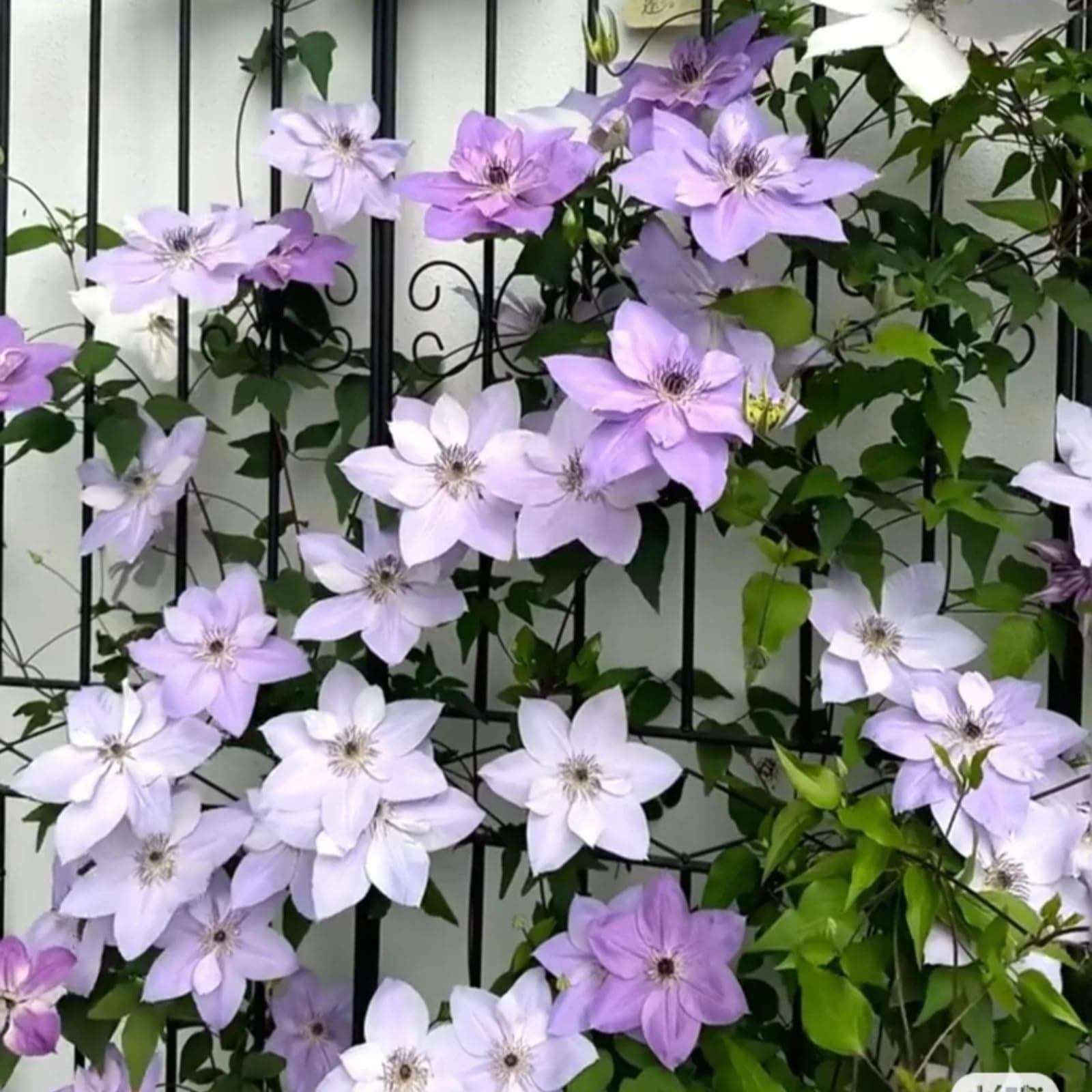 Clematis Zwiebeln & Knollen - Langlebige Gartendekoration - Ideal für Anfänger - 3zwiebeln - Wundersame Blütenfarben