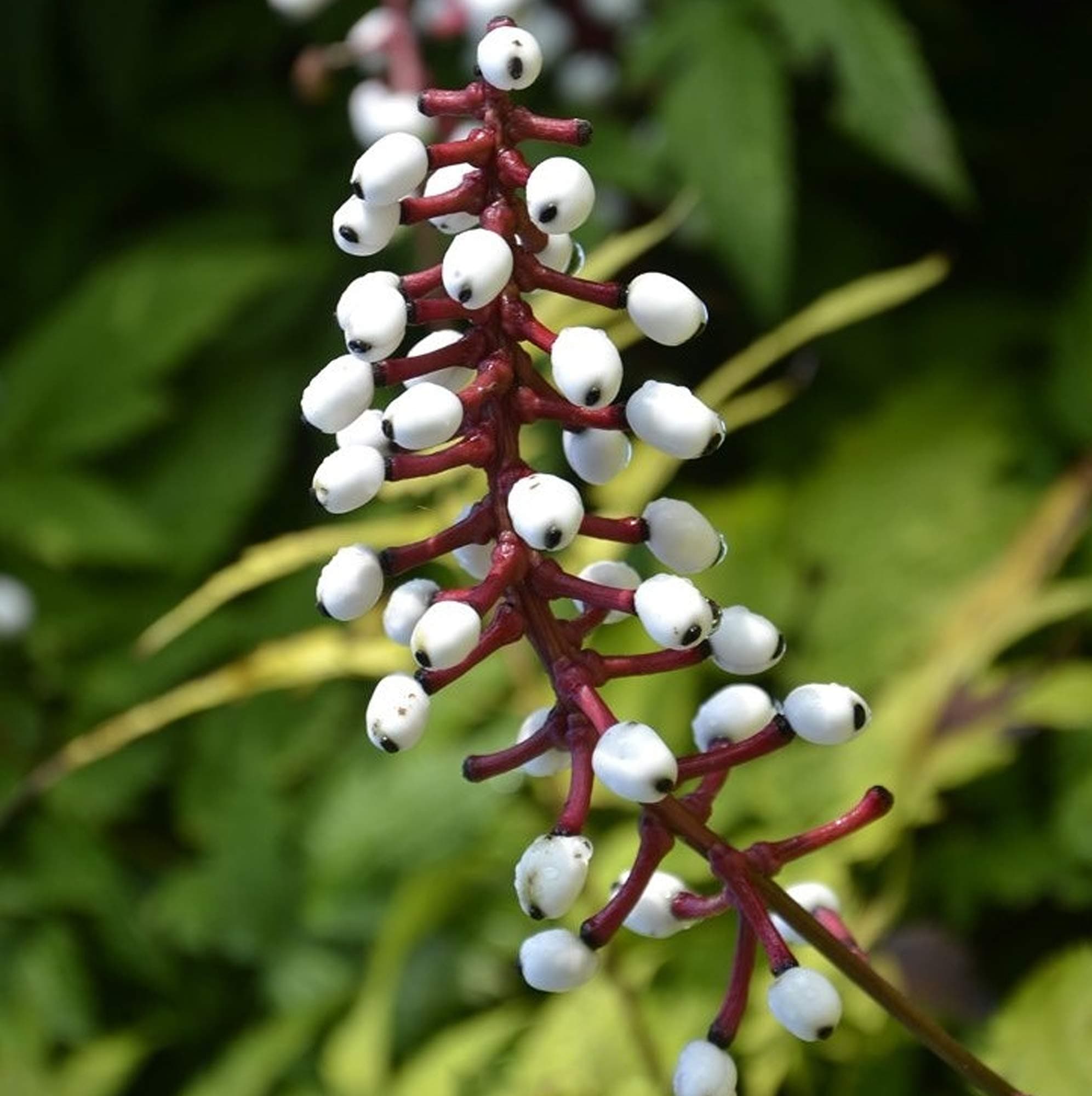Actaea pachypoda 'Misty Blue' Baneberry Strauch Immergrüner Gartenstrauch | 9cm Topf - Dauerhafte Blüte | Ideal für Schu