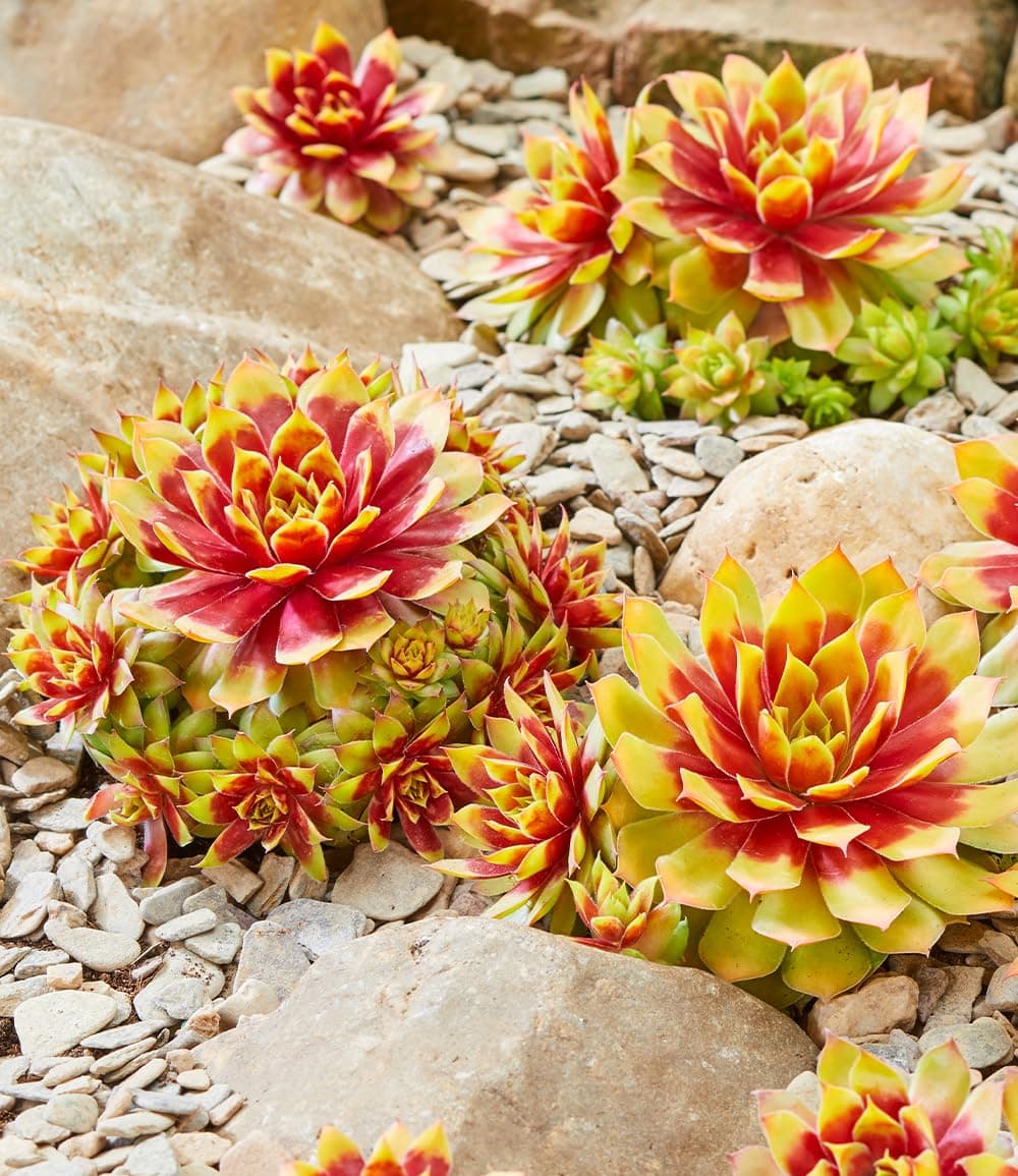 BALDUR Garten Sempervivum 'Gold Nugget®', winterharte Pflanzen, pflegeleicht, mehrjährig