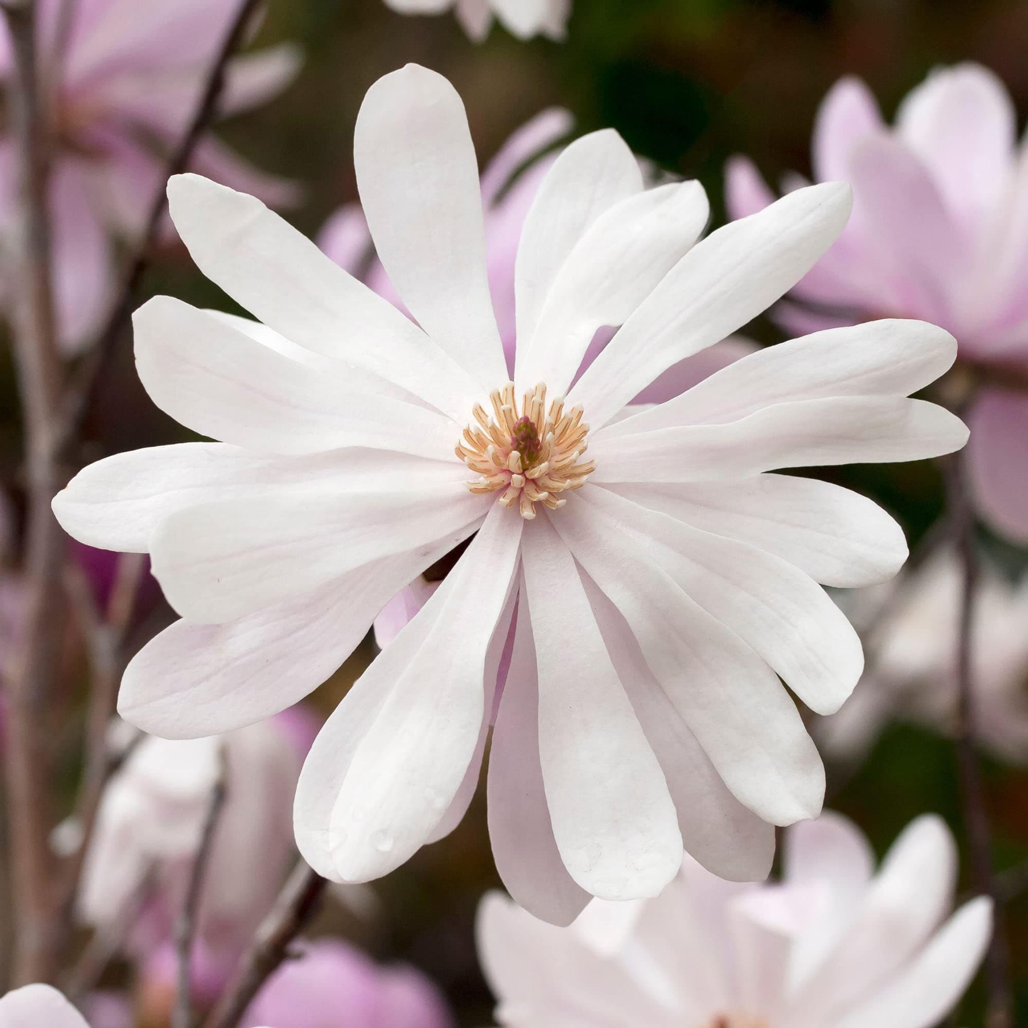 Magnolia Merrill, blühender laubabwerdender Strauch, für den Gartenbereich, ideal für den Outdoor-Garten, großzügige Blü