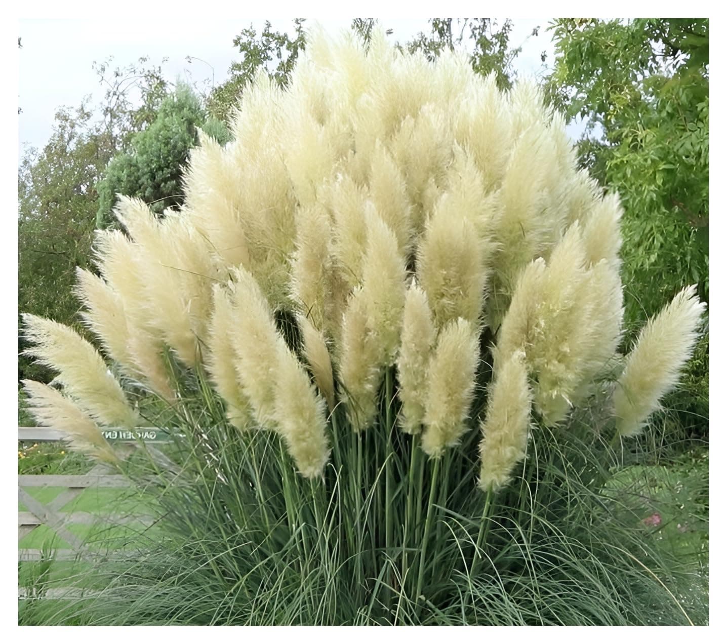 Stauden Gänge 3 x Cortaderia selloana 'White' im 1 Liter Topf - Majestätische, schneeweiße Federn für Ihren Garten -Idea