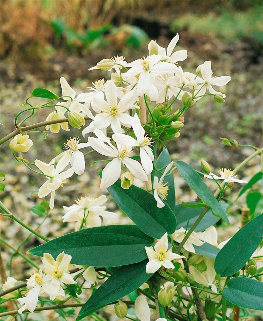Clematis armandii 'Snowdrift' - Immergrüne Clematis, weiße duftende Blüten, ideal für Pergolen, winterhart
| Clematis a