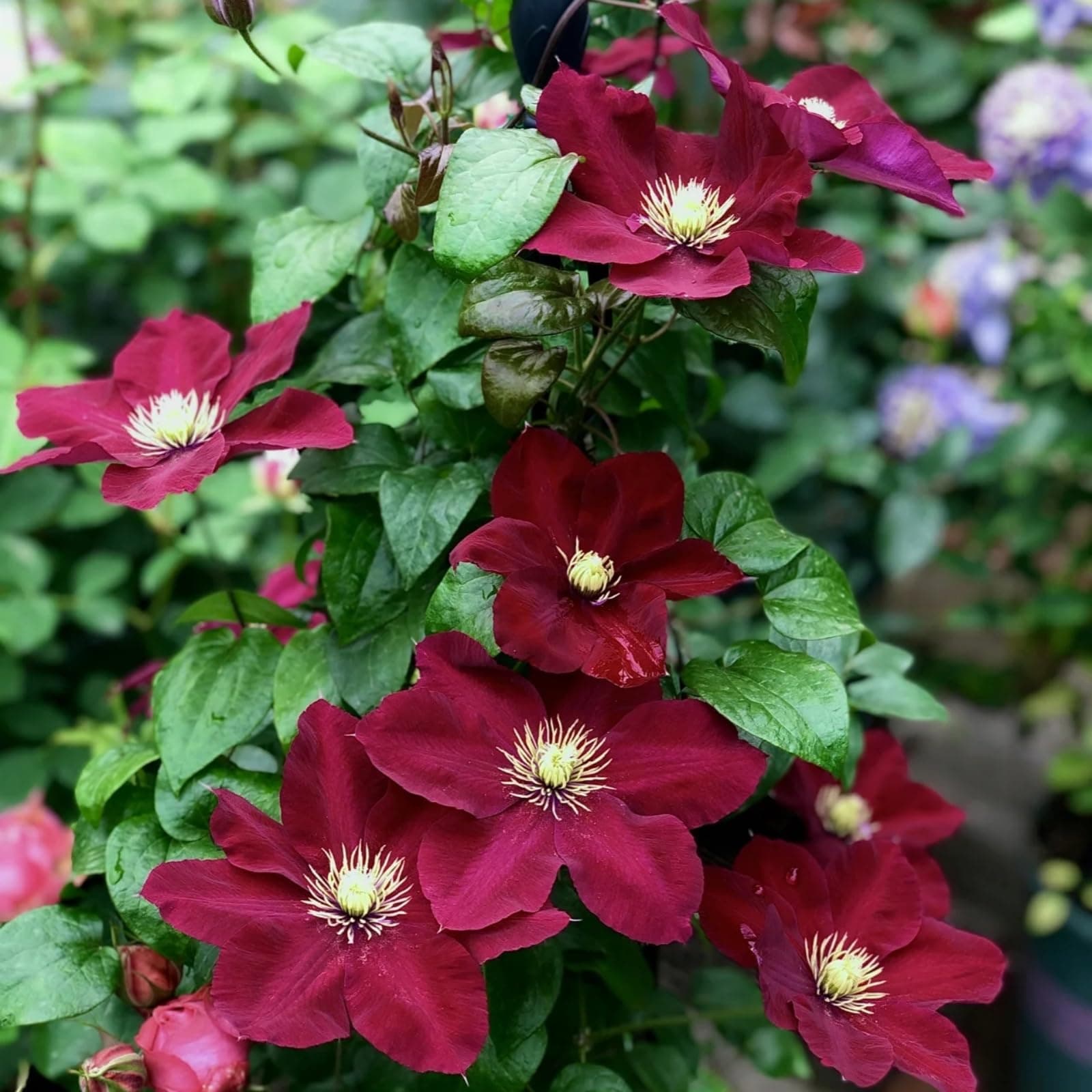 Winterhart Clematis Pflanze - Stark blühend für jeden Garten - ELEGANTE STRFACTEN - 3 Zwiebeln-Set