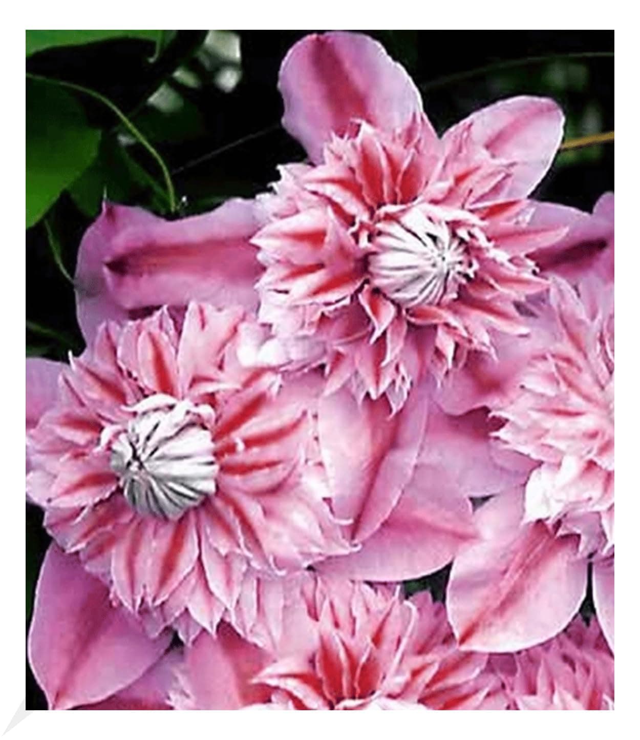 BALDRUGARTEN Waldrebe Clematis 'Josephine', mehrjährige blühende Kletterpflanze, winterhart, ebenen- und schmetterlingsf