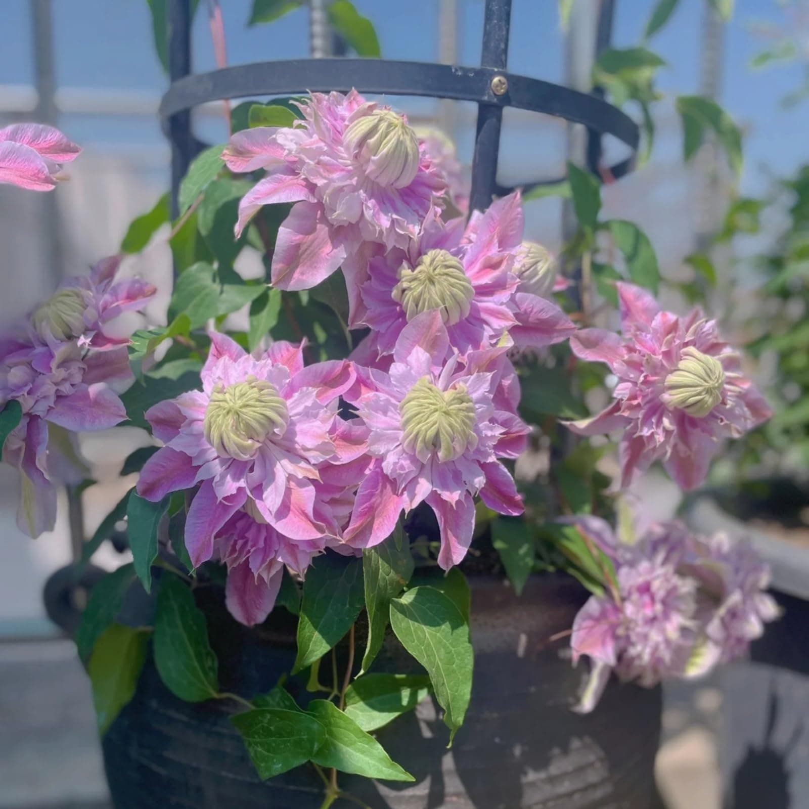 Clematis Pflanze Winterhart Mehrjährig Ideal für Pergolen und Zaune - Stark wachsend & easy zu kümmern - 3 Zwiebeln Pake