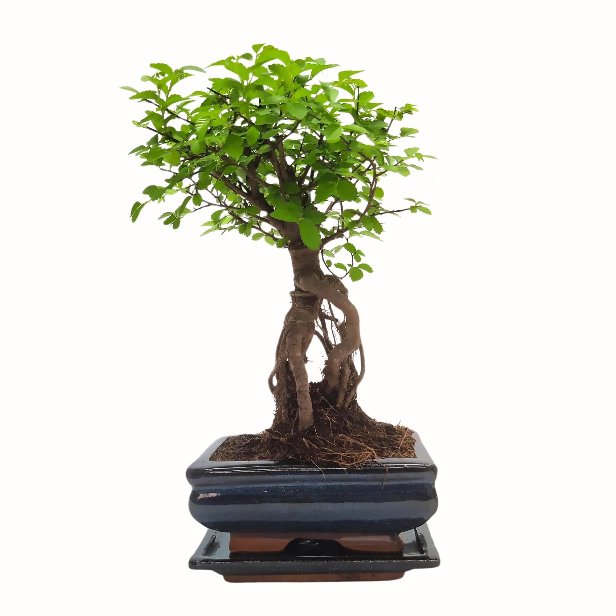Bonsai Baum mit Keramik Blumentopf - Ulmen-Bonsai - perfekt für Wohnzimmerszene - ideales Geschenk - ideal für Anfänger