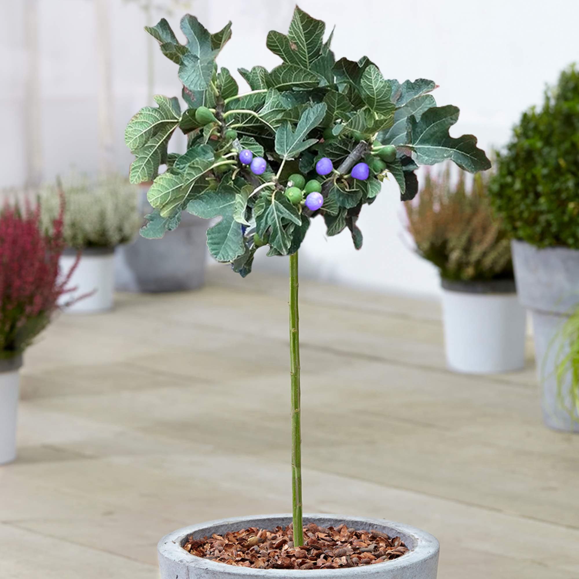 Ficus 'Brown Turkey' Baum - Sommergrün getopfter Feigenbäume für kleine Gärten | Premium Pflanze mit großem Fruchtressen