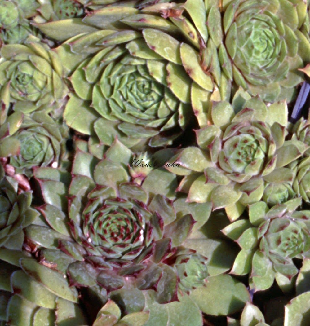 Staudenkulturen Wauschkuhn Sempervivum Hybride 'Bernstein' - Ideal für Anfänger - Perfekt für Balkongärten - Sonnige Pos