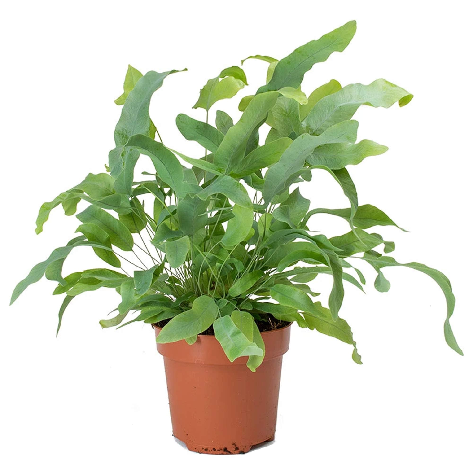 [Phlebodium Blue Star Goldtüpfelfarn] + [Größe] + [Verwendungsort] + [Selbstverständliche Eigenschaften] + [Populäre Suc
