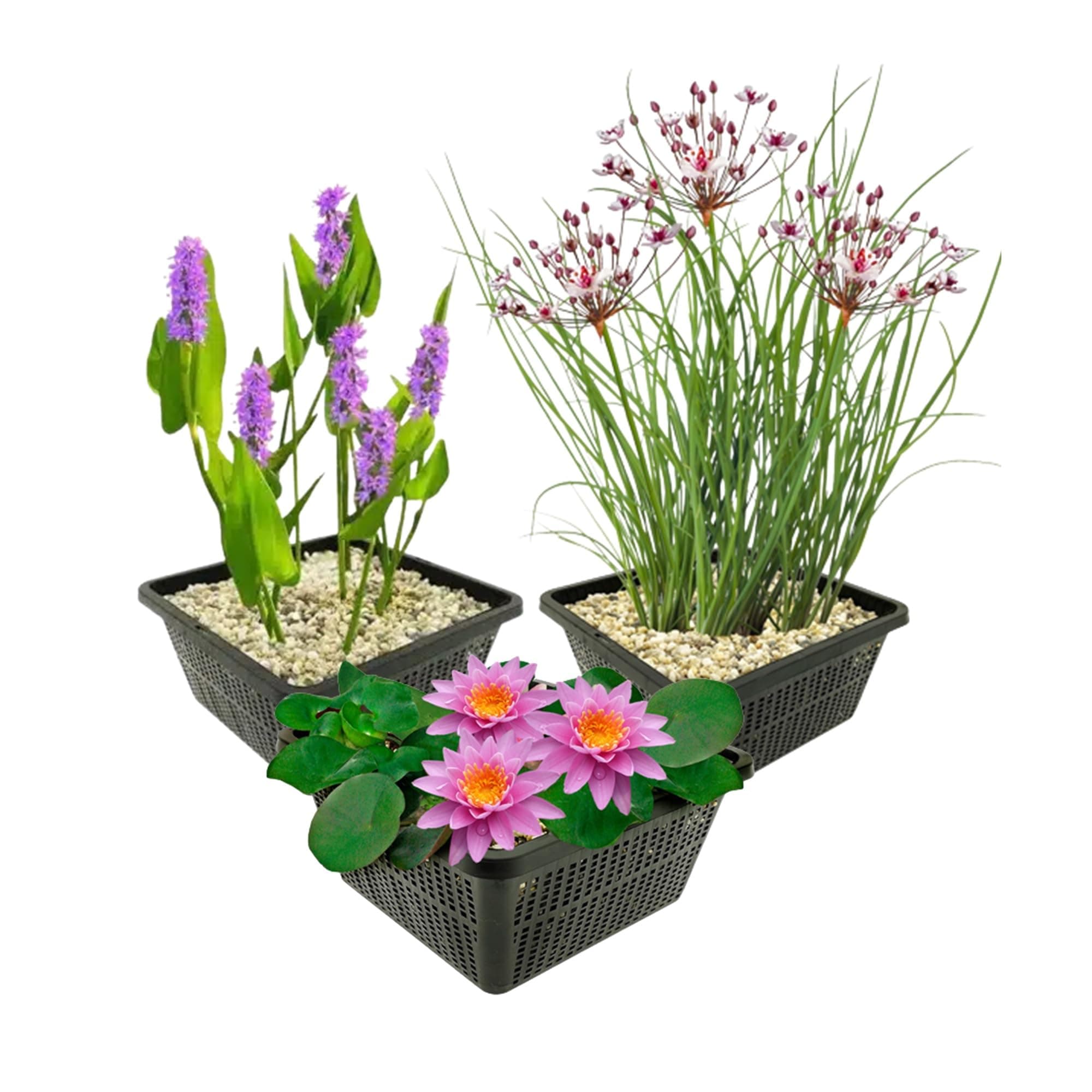 Van der Velde Wasserpflanzen Set Winterhart - 9 Teichpflanzen - Für Miniteiche und große Gartenteiche - Seerose, Schwane