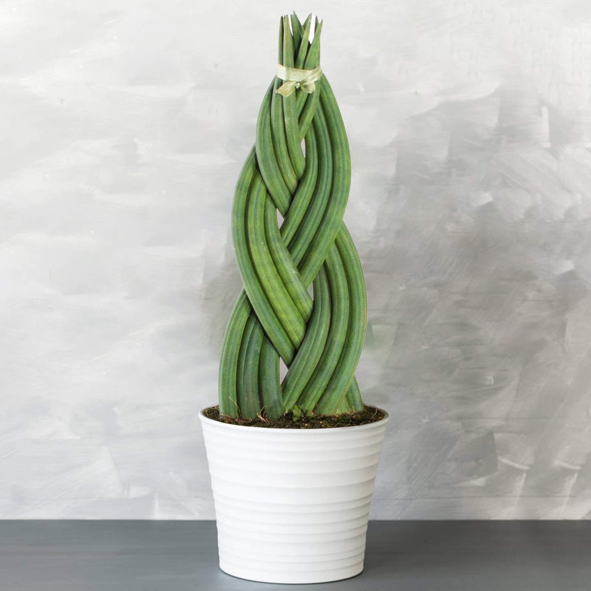 Sansevieria Twister - Hauseklemme | Ideales Geschenk für Pflanzenliebhaber | Zuhause und Büro |uftes Blatt, leicht zu pf