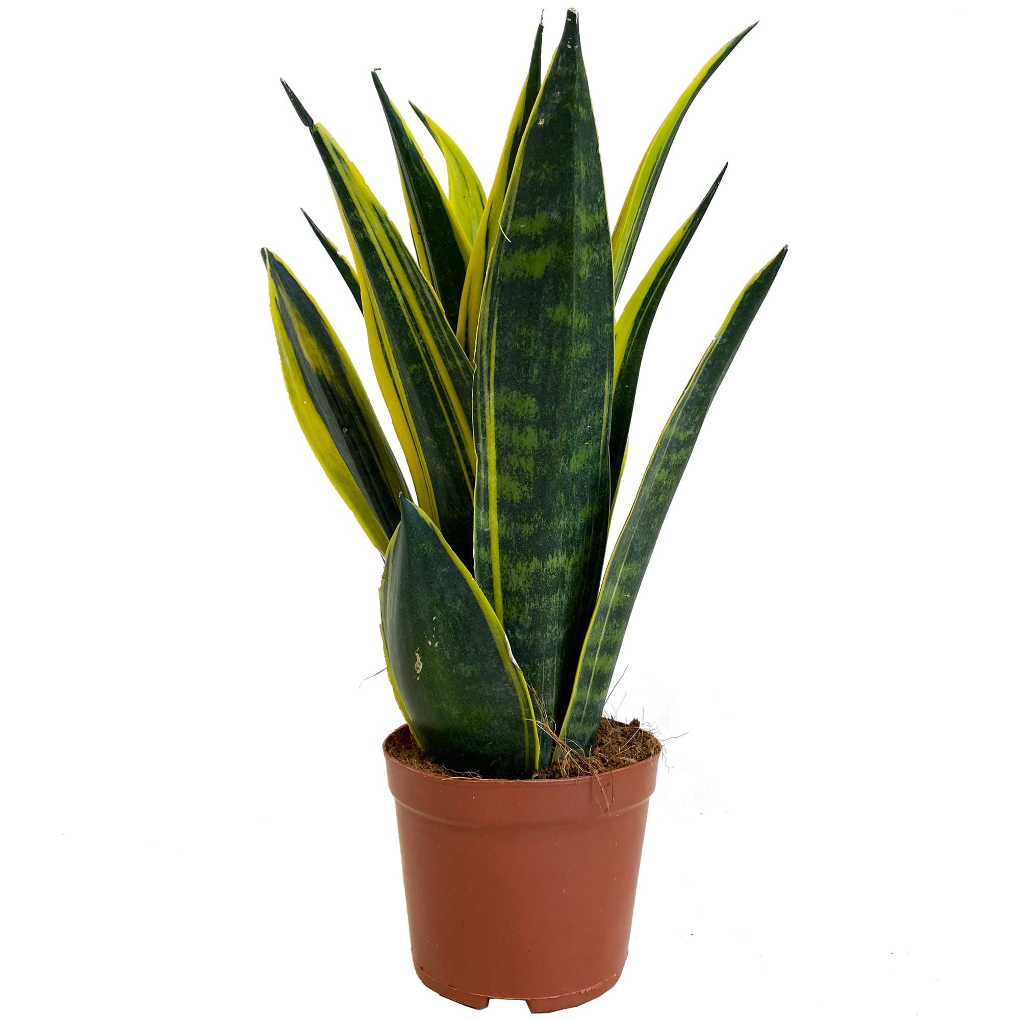 Sansevieria Goldene Flamme Pflanze für Zuhause und das Büro (30-40cm mit Topf)