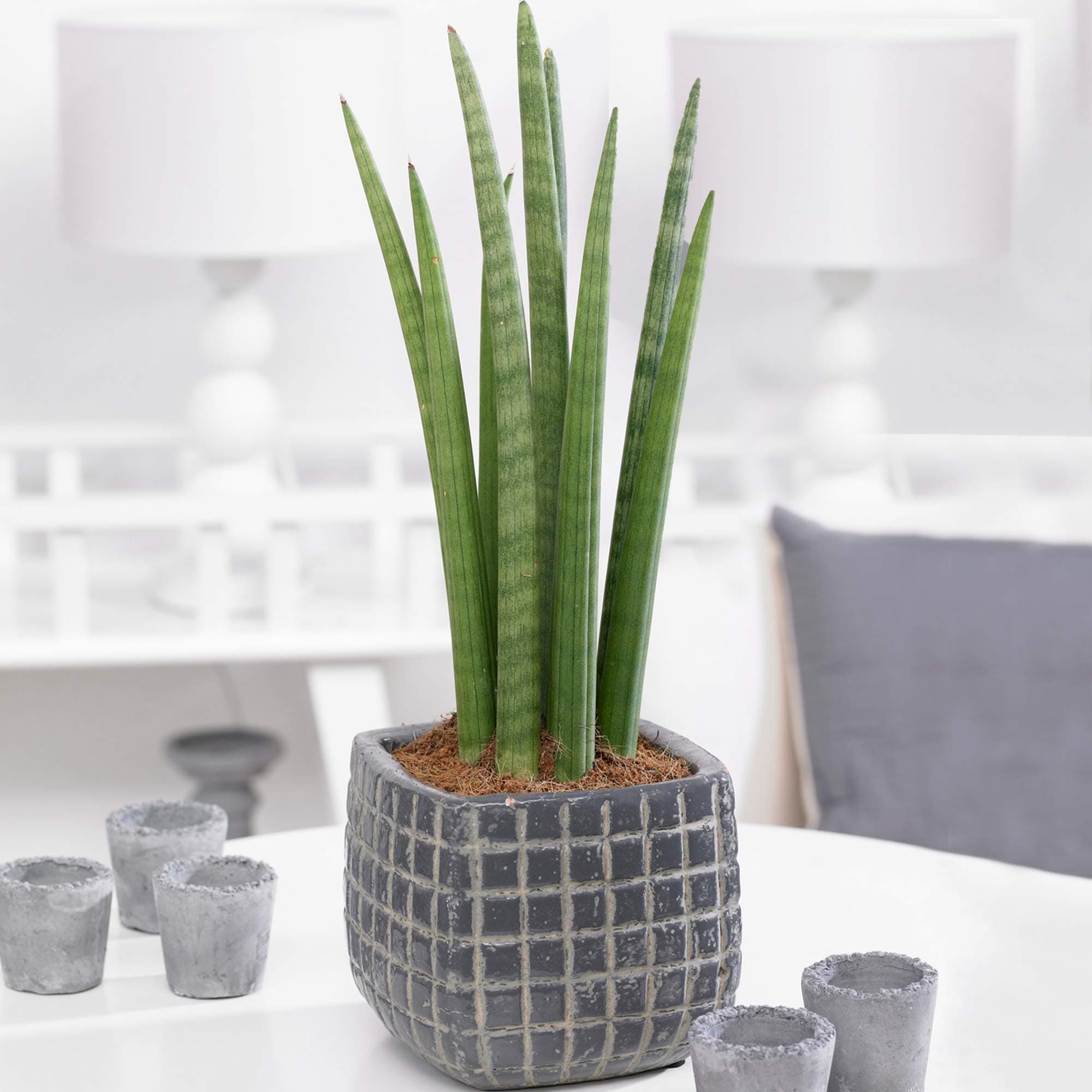 Sansevieria Cylindrica afrikanischer Spear Zimmerpflanzen - Ideal Geschenk (30-40cm Inkl.Topf)