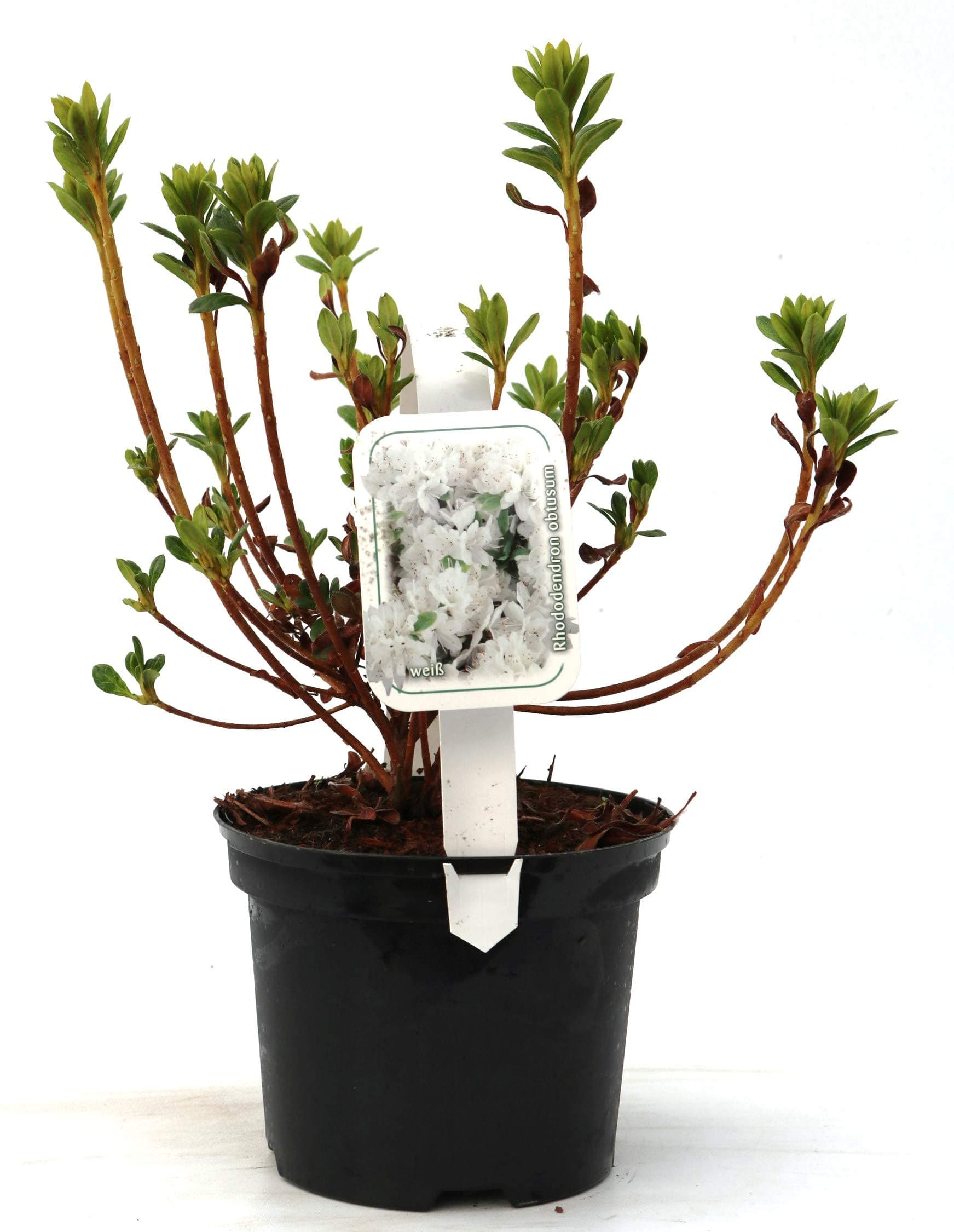 Rhododendron obt. 'Diamant Weiß' - japanische Azalee 20-25cm - perfekt für blumigere Fensterbänke und sonnige Terrassen