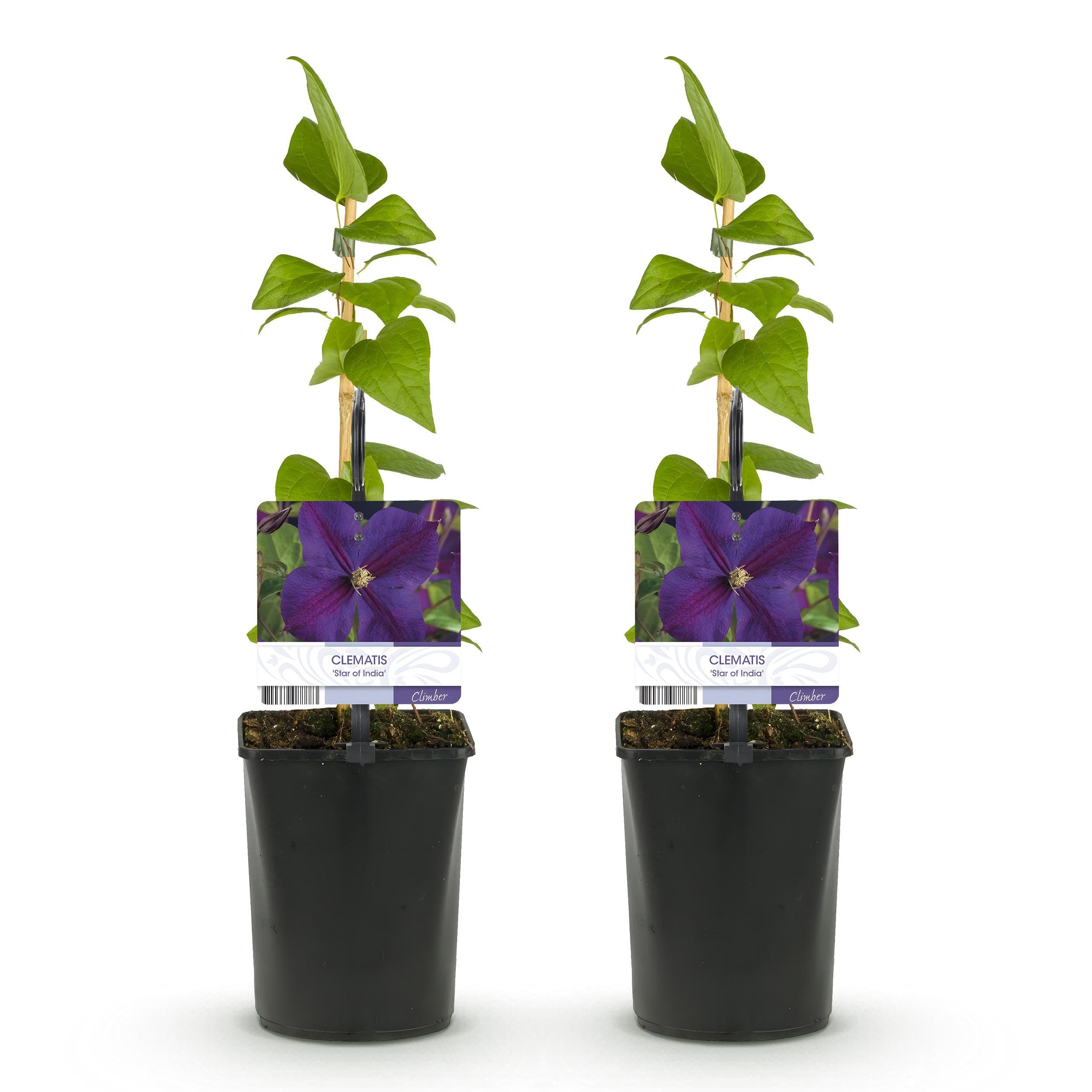 GreenboutiQ - Kletternde Pflanze Clematis Star of India - Rosa Blüten - Pflegeleicht - Für Anfänger -Suitable für Gärten