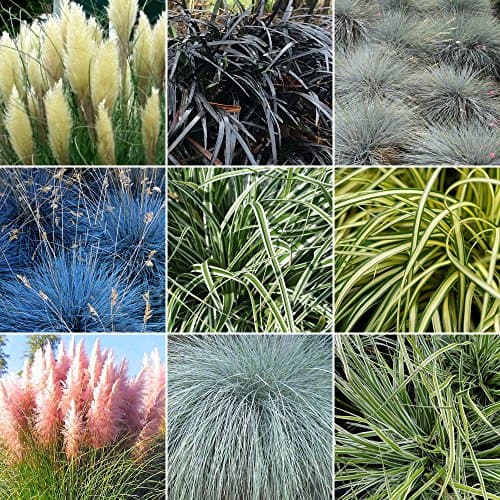 5 X Gemischte Gräser - Immergrüne Gräser für den Garten im 9cm