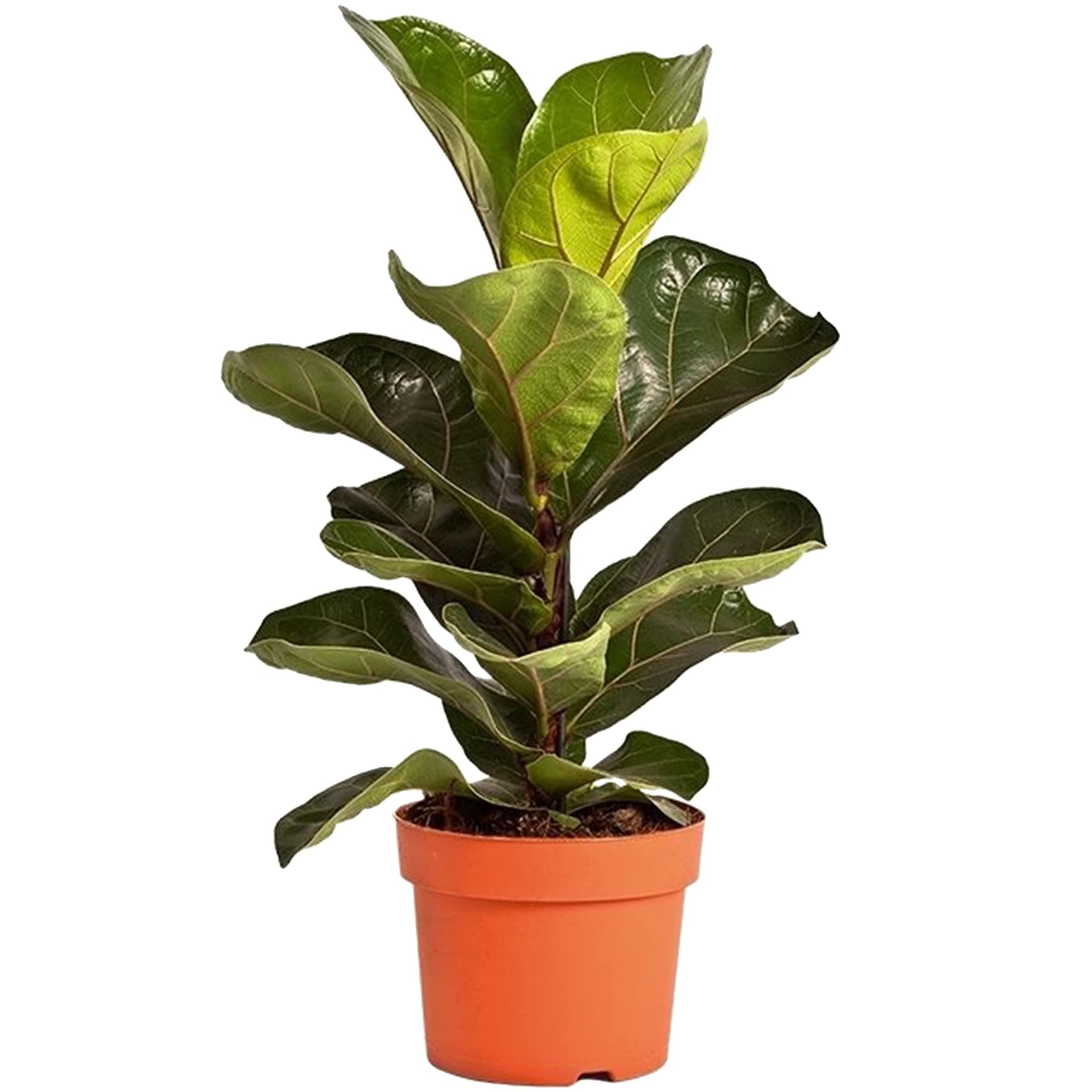 SEO-Titeloptimierung für den Produkttitel:

1. Geigeblatt Ficus Lyrata für Zuhause oder das Büro - Pflanzenspezialität f