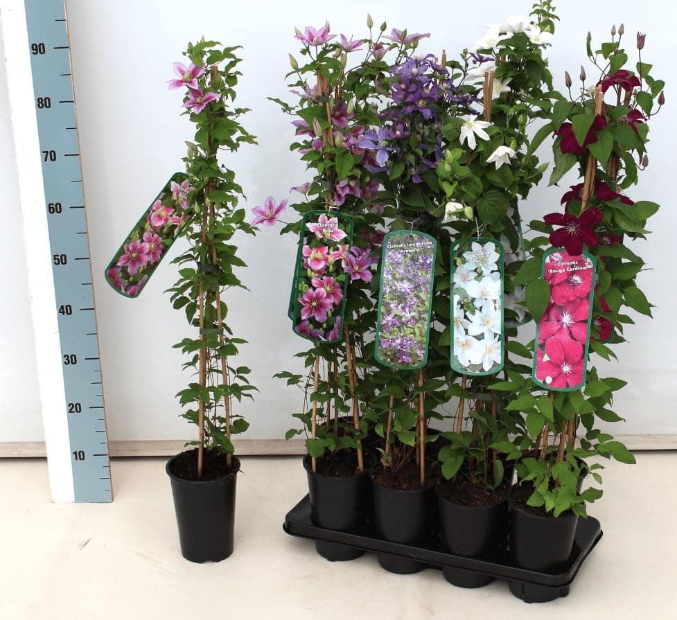 [Clematis Hybride 'Elsa Späth' - Größer, violette Blüten, ideal für Gartenanbau, pflegeleicht und winterhart]  
[Clemati