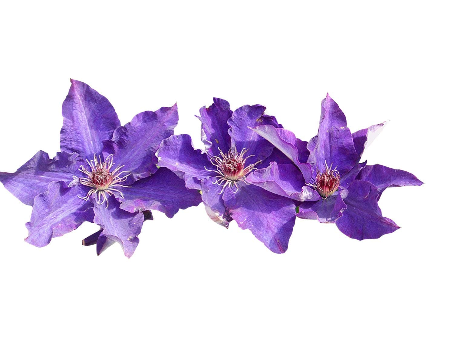Clematis Samen Mix - Blaue, Violette und weiße Blüten -iralienticker Samen - Gartenpflanzen für Anfänger und Erstickern