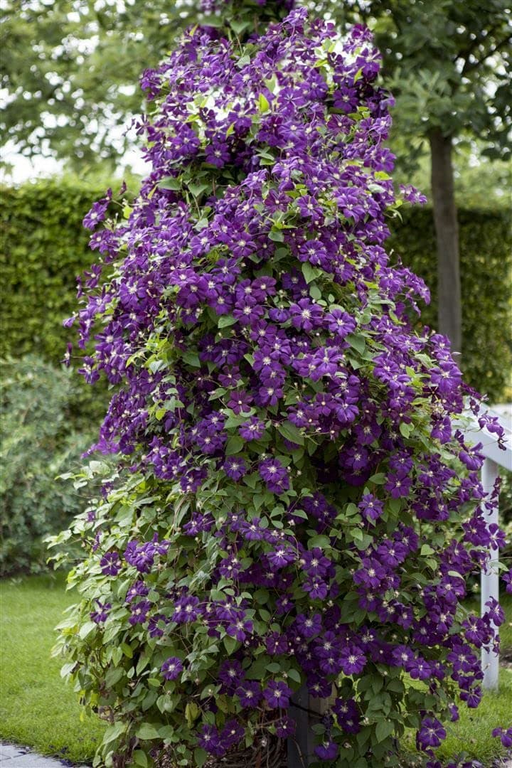 Clematis viticella 'Polish Spirit' -violett Blüten-ideal für Rankgerüste-pflegeleicht-winterhart