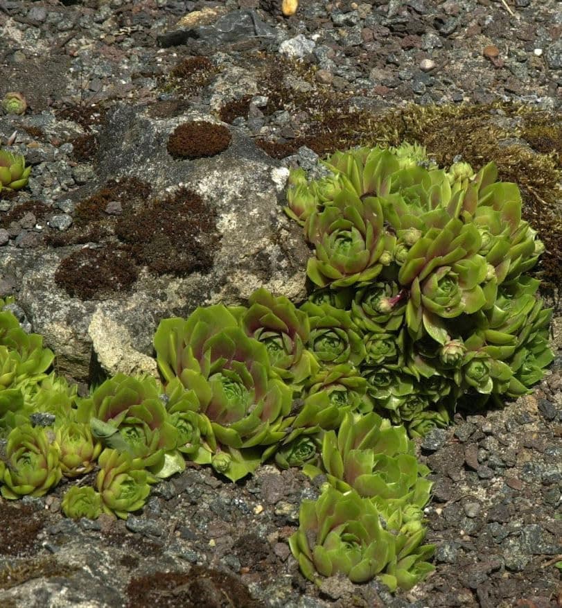 Hauswurz Tederheid Sempervivum - Alvarez Patuentes Sommerblüte.abortus