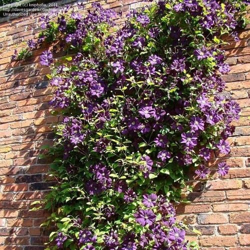 Clematis Viticella Waldrebe - Kletterpflanze - Blau, Mehrjährig & Winterhart - 1,5 Liter Topf | Toplavender, Blütenreich