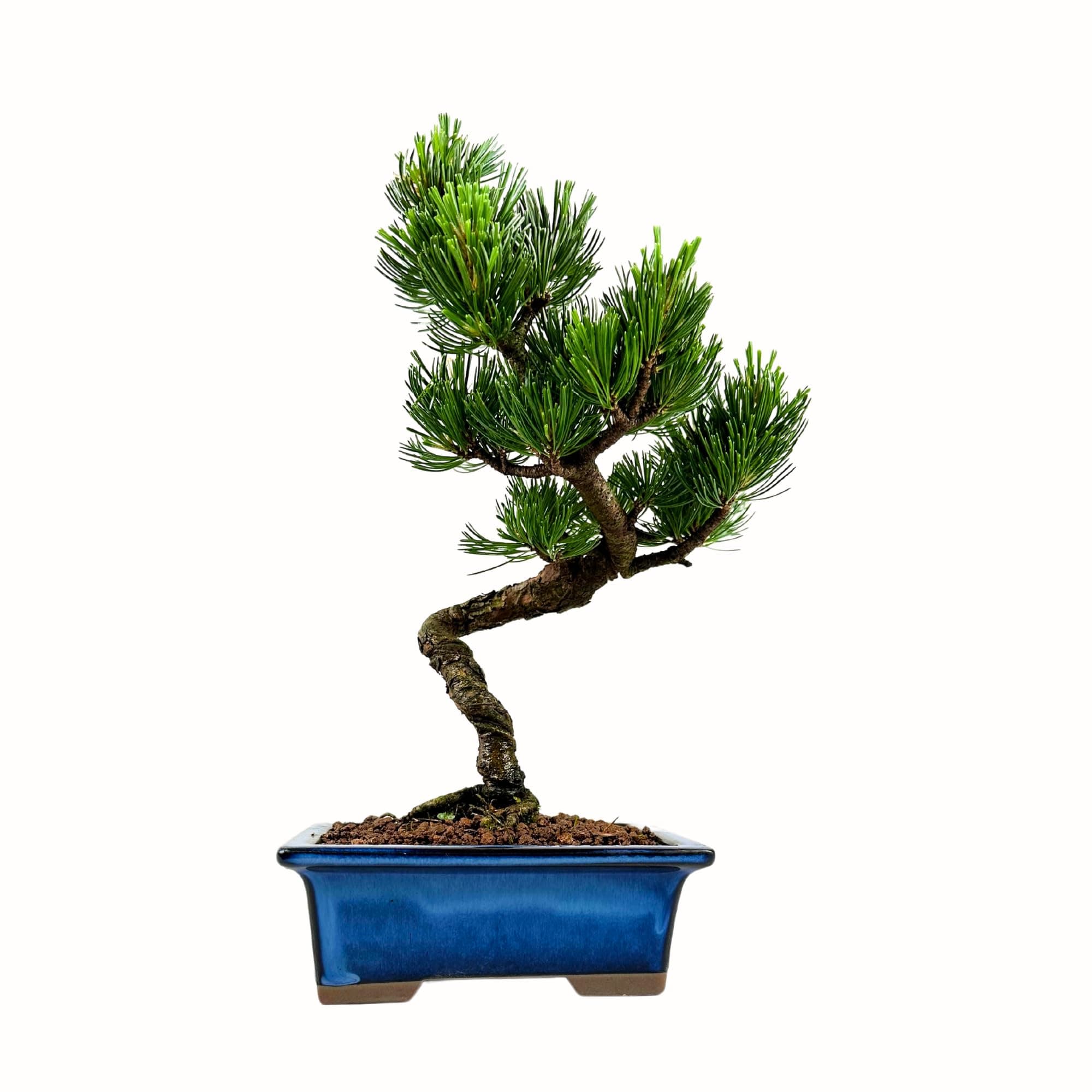 Bonsai Baum mit Keramik Blumentopf - Ligustrum, Ficus, Carmona, Podocarpus - für Indoor-Verwendung, perfekt für Büro und