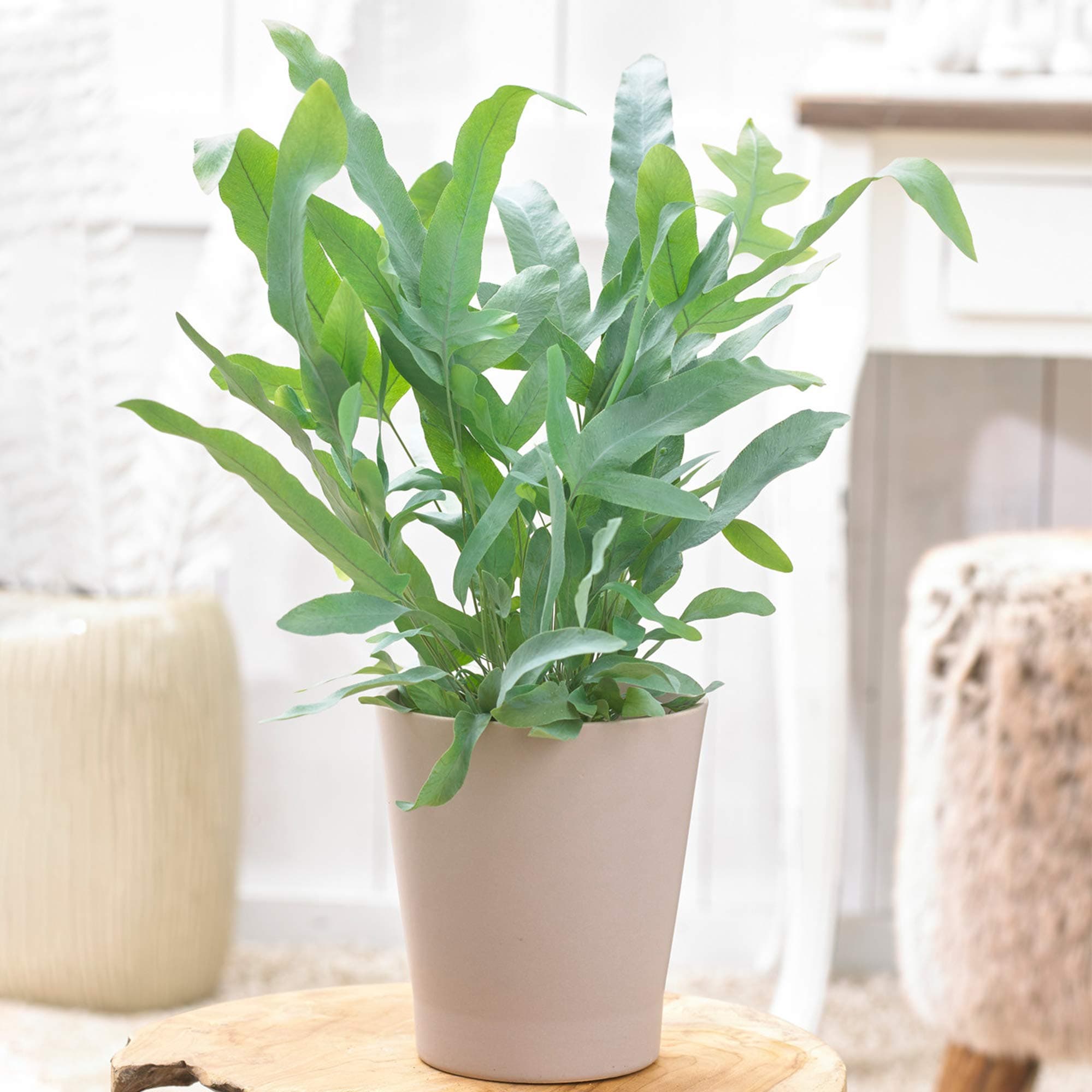 Prima Phlebodium Blue Star Goldtüpfelfarn | Zimmerfarn für Zuhause und Büro | Schönheit & Gesundheit | PVC-Freen | 5 Lit