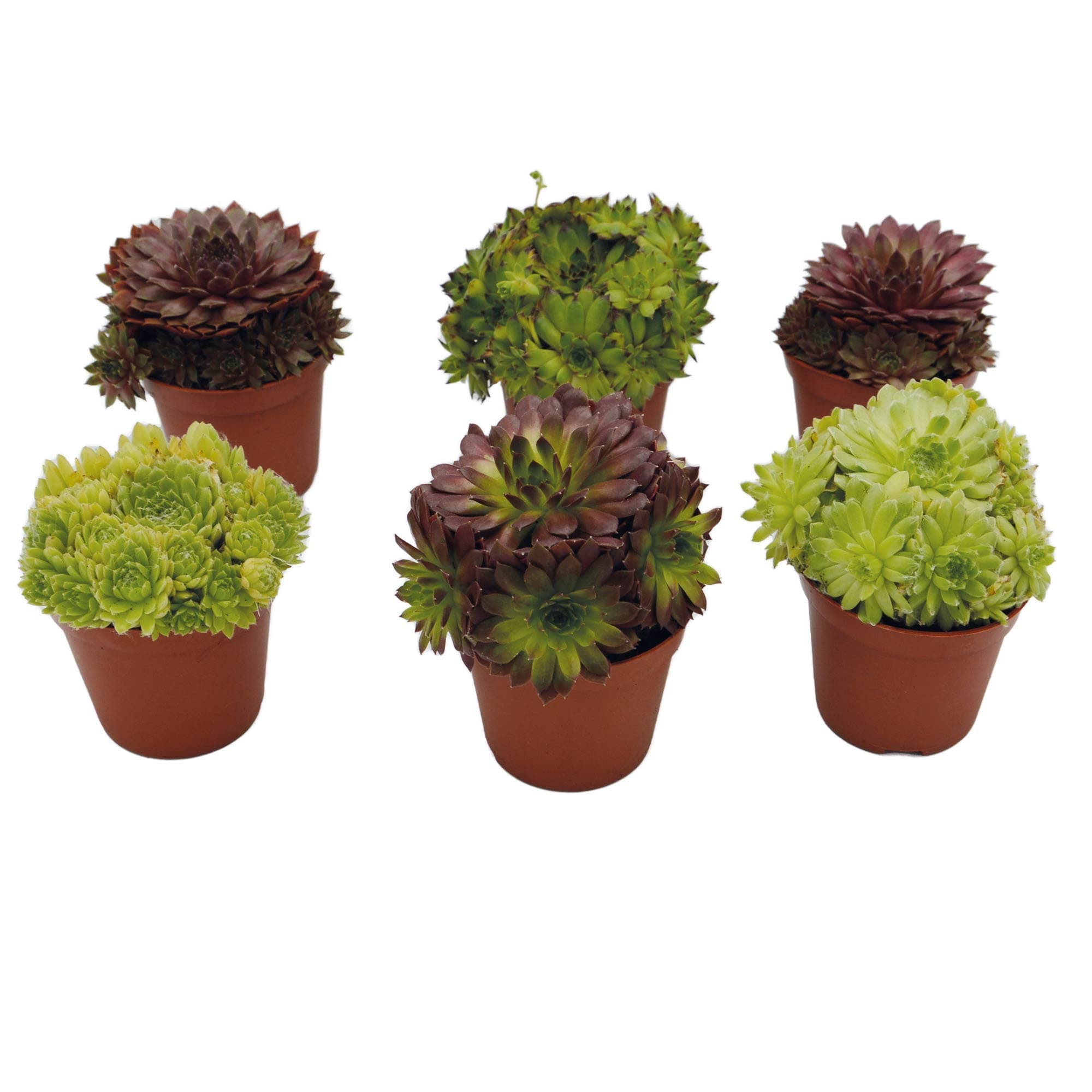 Sempervivum Mix Hauswürz - Dekoration fürɑlles_dicke_Pflanzen
| Sempervivum Mix Hauswürz - 6er_Set_Für_Ihr_Garten
| Sem