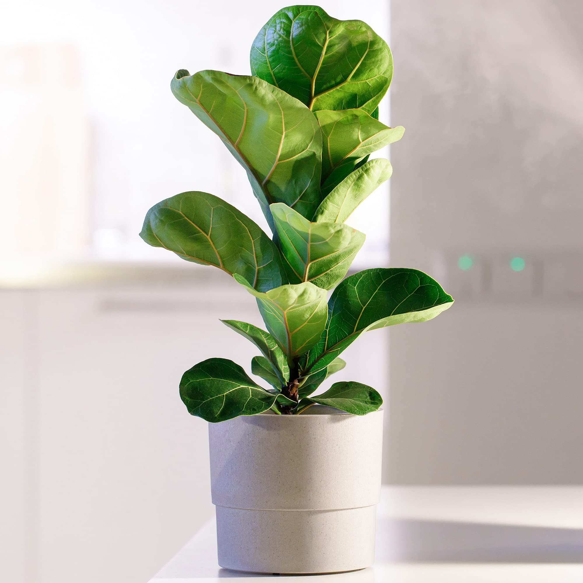 Immergrüner Ficus Lyrata - ideale Haus- oder Büropflanze 30-40cm zu verkaufen