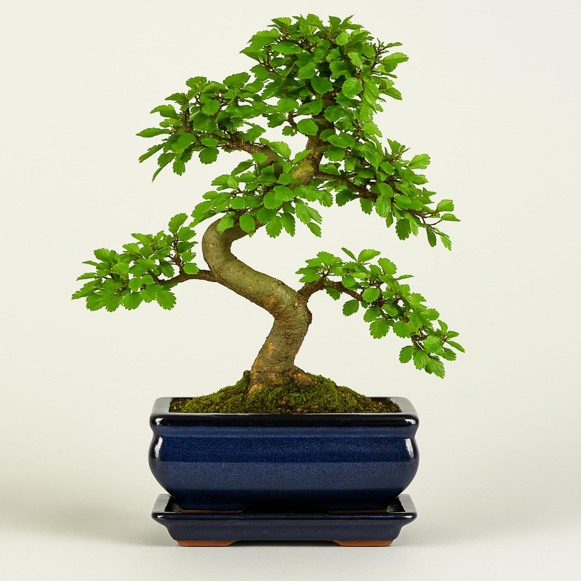 Chinesische Ulme Bonsai Baum, pflegeleicht für Anfänger & Profis, ideale Dekorationspflanze für Büro & Zuhause - 35-40 c