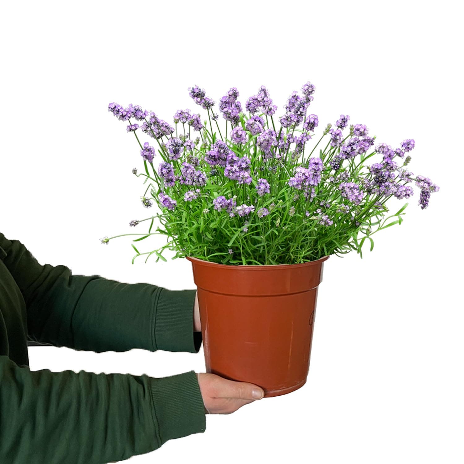 Lavendel Busch Green Me Up groß – Winterhart & pflegeleicht – Bienenfreundlich & ungiftig – XXL Blütenmeer für Balkon &