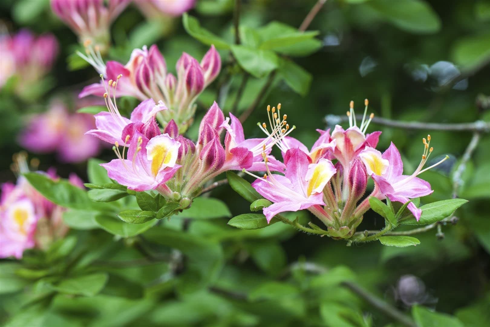 Rhododendron luteum 'Soir de Paris' - Azalee, rosa Blüten, winterhart