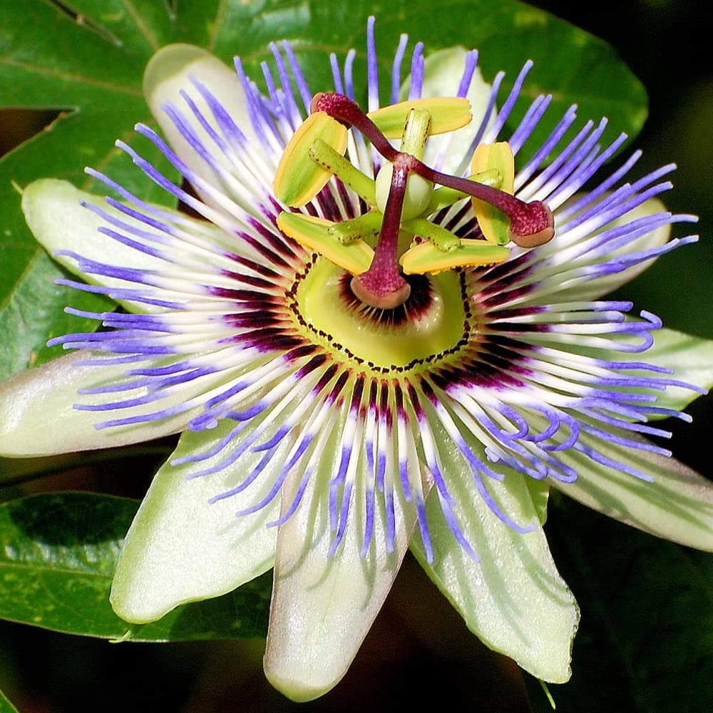 Passiflora 'Caerulea' halbimmergrüner Winterharter Gartenstrauch 1.5L Topf