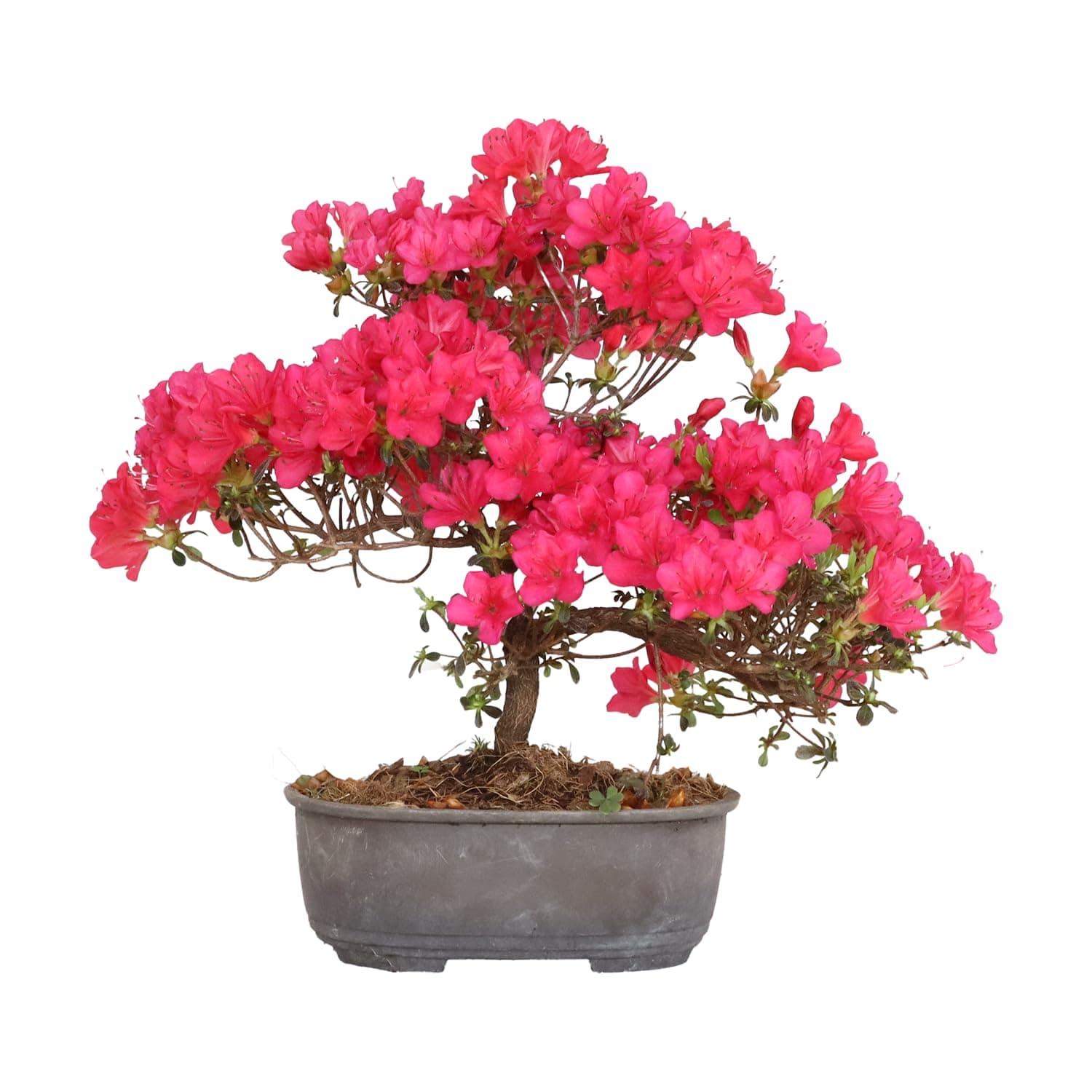 KENTIS Azalee Bonsai Baum Echt für Draußen - Rhododendron Indicum Gartenbonsai - Balkon Pflanzen - H 25/35 cm Topf 15 cm