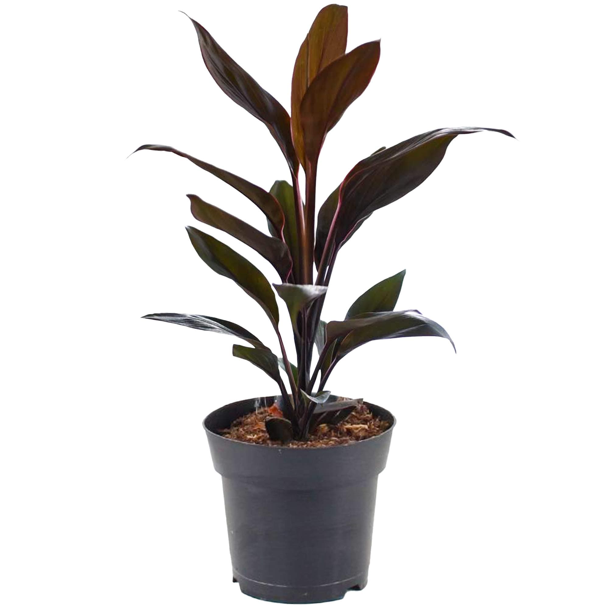 Cordyline Tango Keulenlilie fürs Zuhause und das Büro - Elegant und grün (30-40 cm mit Topf)