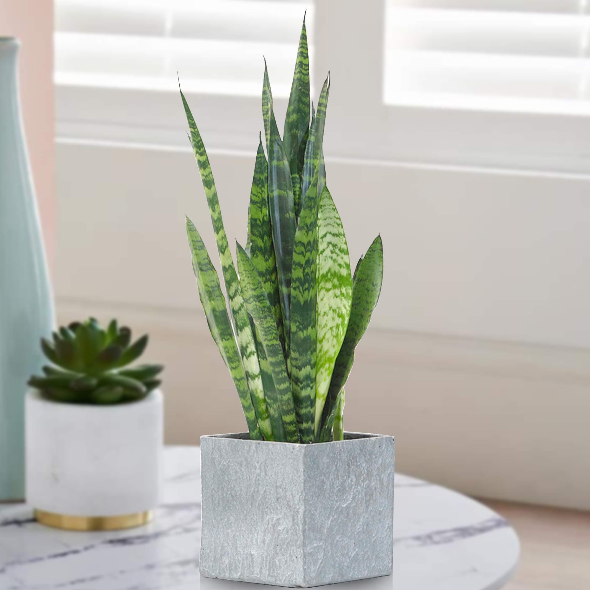 Sansevieria Chwarze Koralle | 30-40cm getopfte Hauspflanze | Beste Zimmerpflanze für internes Dekor