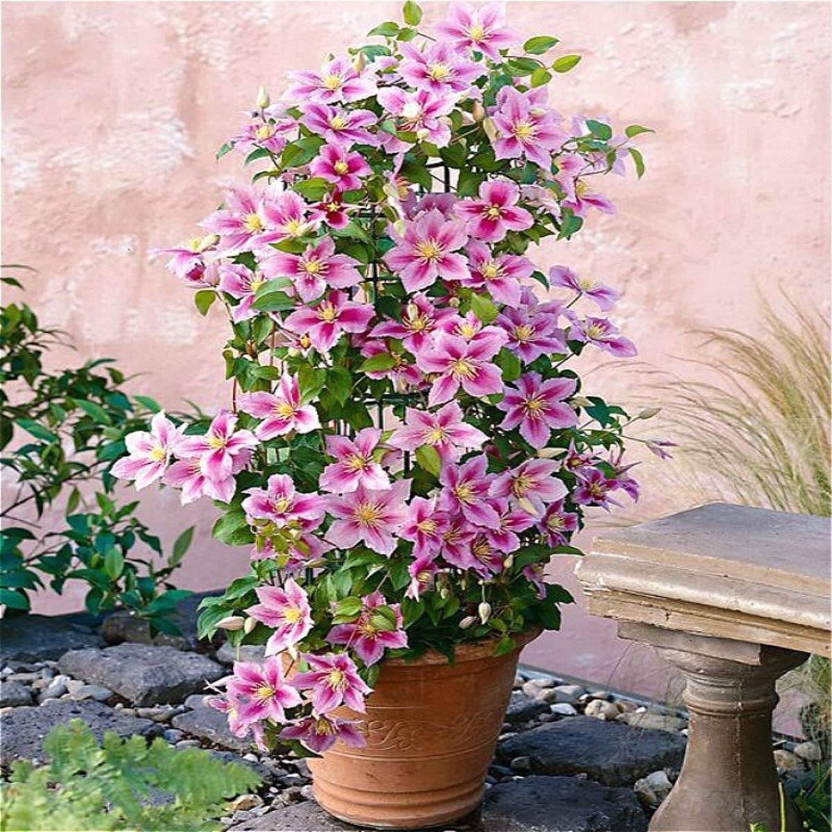 Clematis Piilu Lavendelrosa/Pink 2 X 1,5 Liter Töpfe 2-er Set Winterhart 2 X Mehrjährig Kletterpflanze