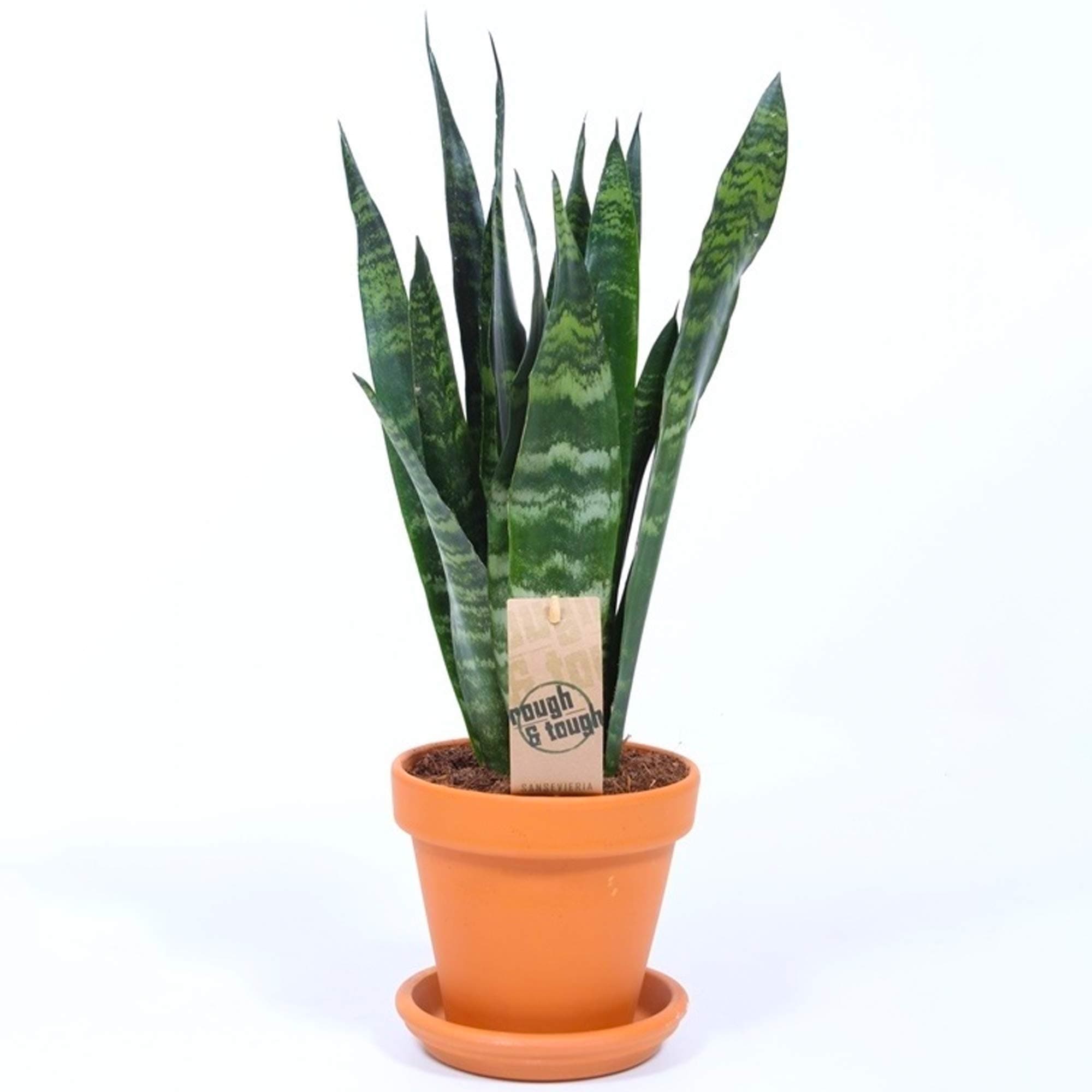 Sansevieria Schwarze Koral für Zuhause und Büro (30-40cm mit Topf)
