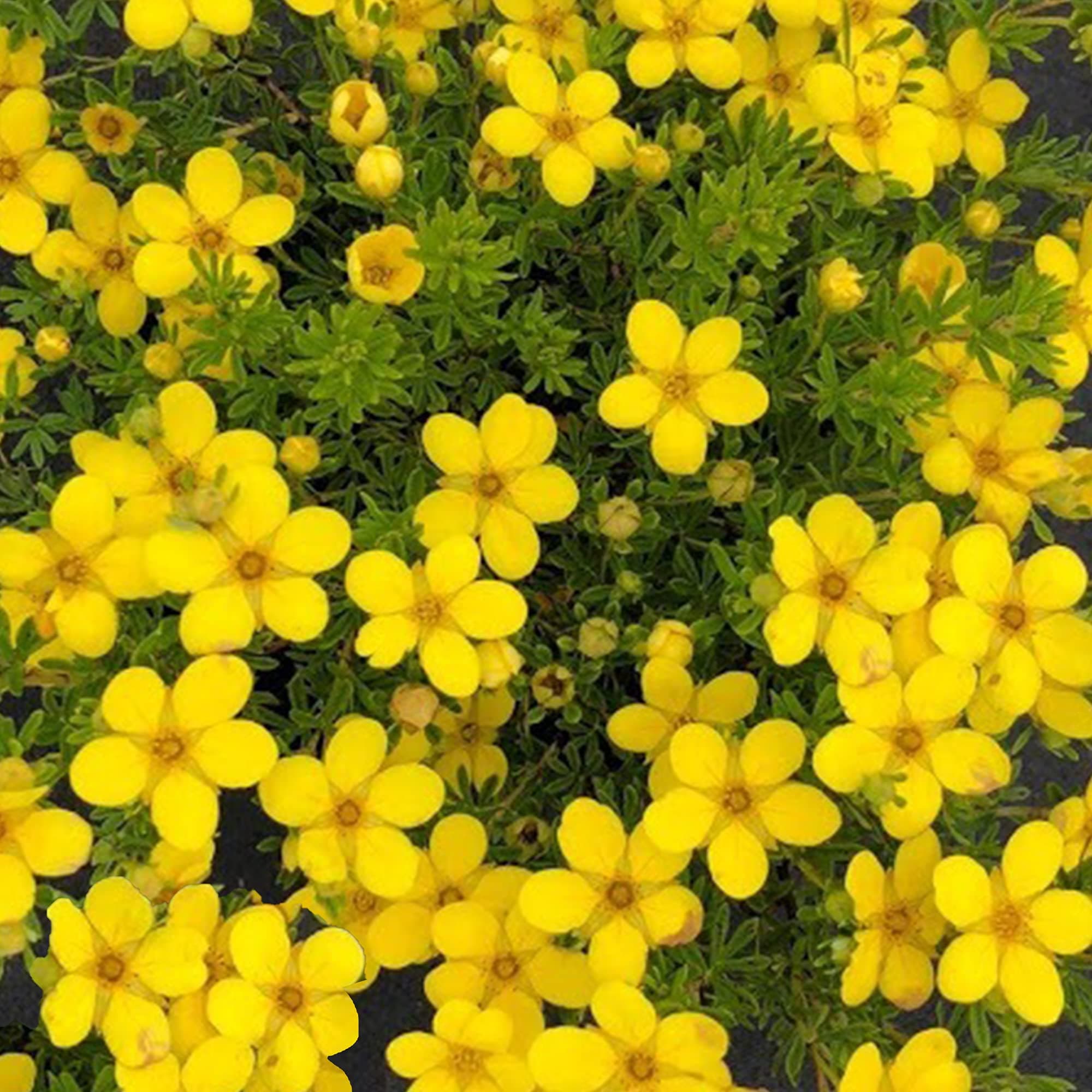 Potentilla 'Bella Lindsey' - lebhaft rosa Blühe für fortdauernde Sommerfarbe - Ideal für jardinier und Sonnengärten - 4