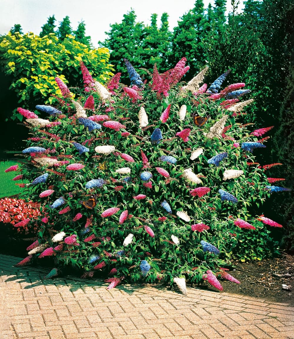 BALDUR Garten dreifarbiger Schmetterlingsstrauch 'Papillion Tricolor', winterhart, trockenresistent, bienenfreundlich