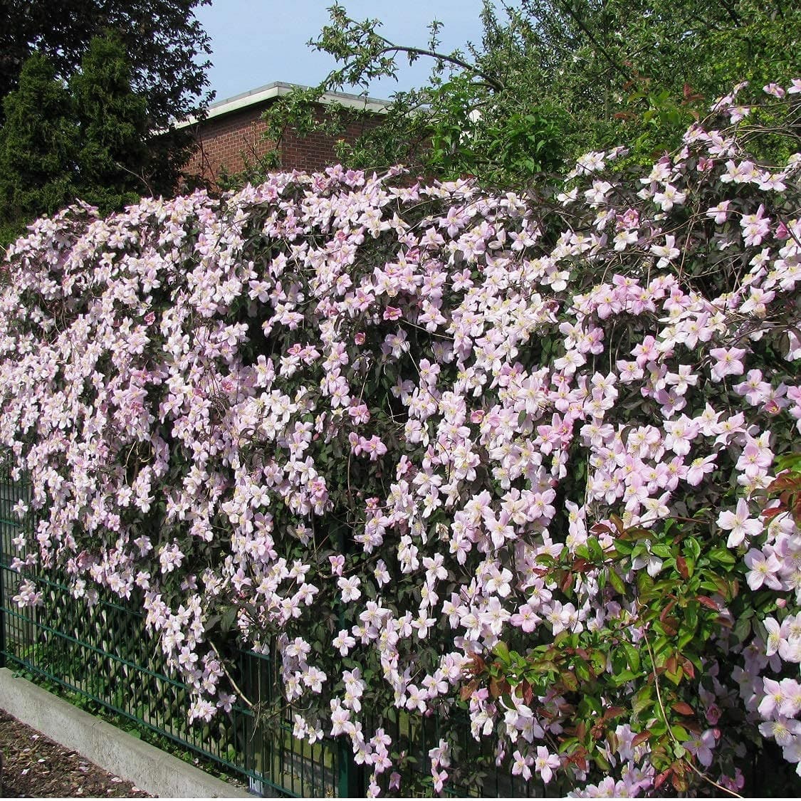 3 x Clematis Montana Rubens (Waldreben) - 3 kaufen/2 bezahlen | Rosa, Mehrjährig und Winterhart | 1,5 Liter Töpfe