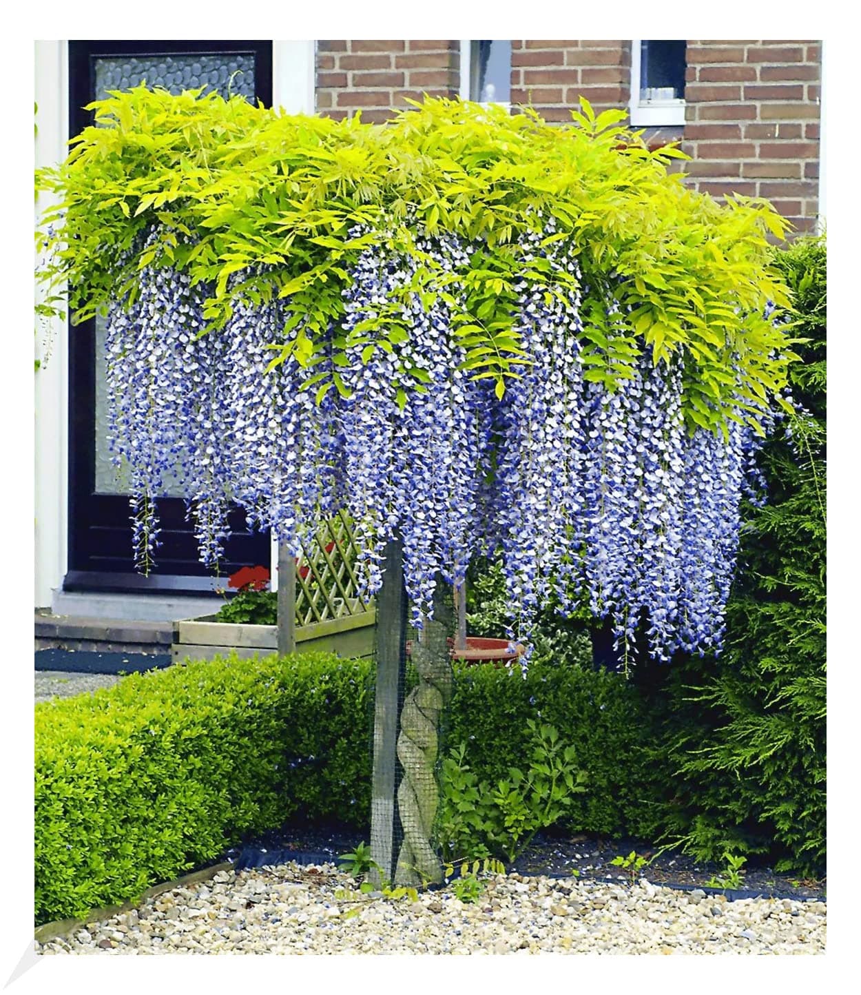 BALDUR Garten Winterhartes Stämmchen Wisteria sinensis Blauregen, für Sonnig Den Standort, bienenfreundlich, 1 Pflanze
