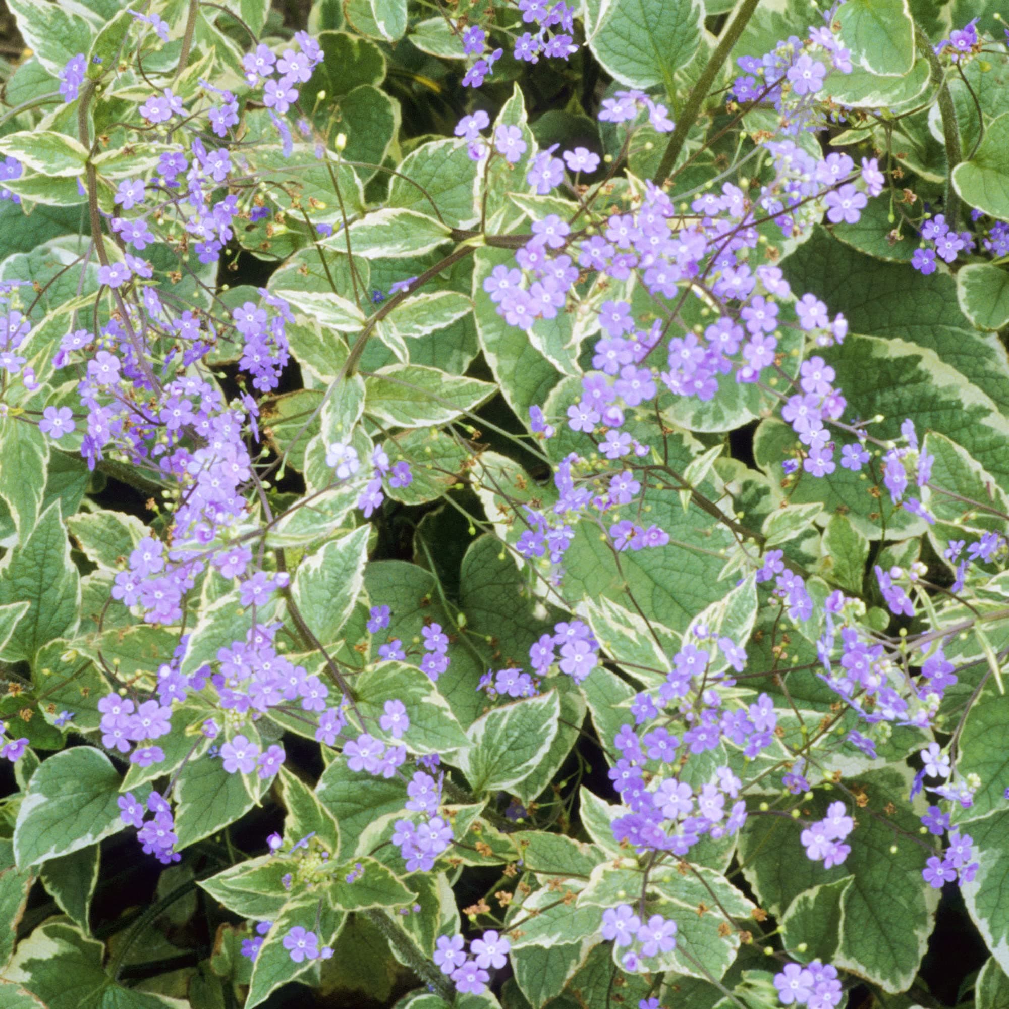 Sibirischer Herzblatt Brunnera Macrophylla Hadspen Cream - Garten-Staude