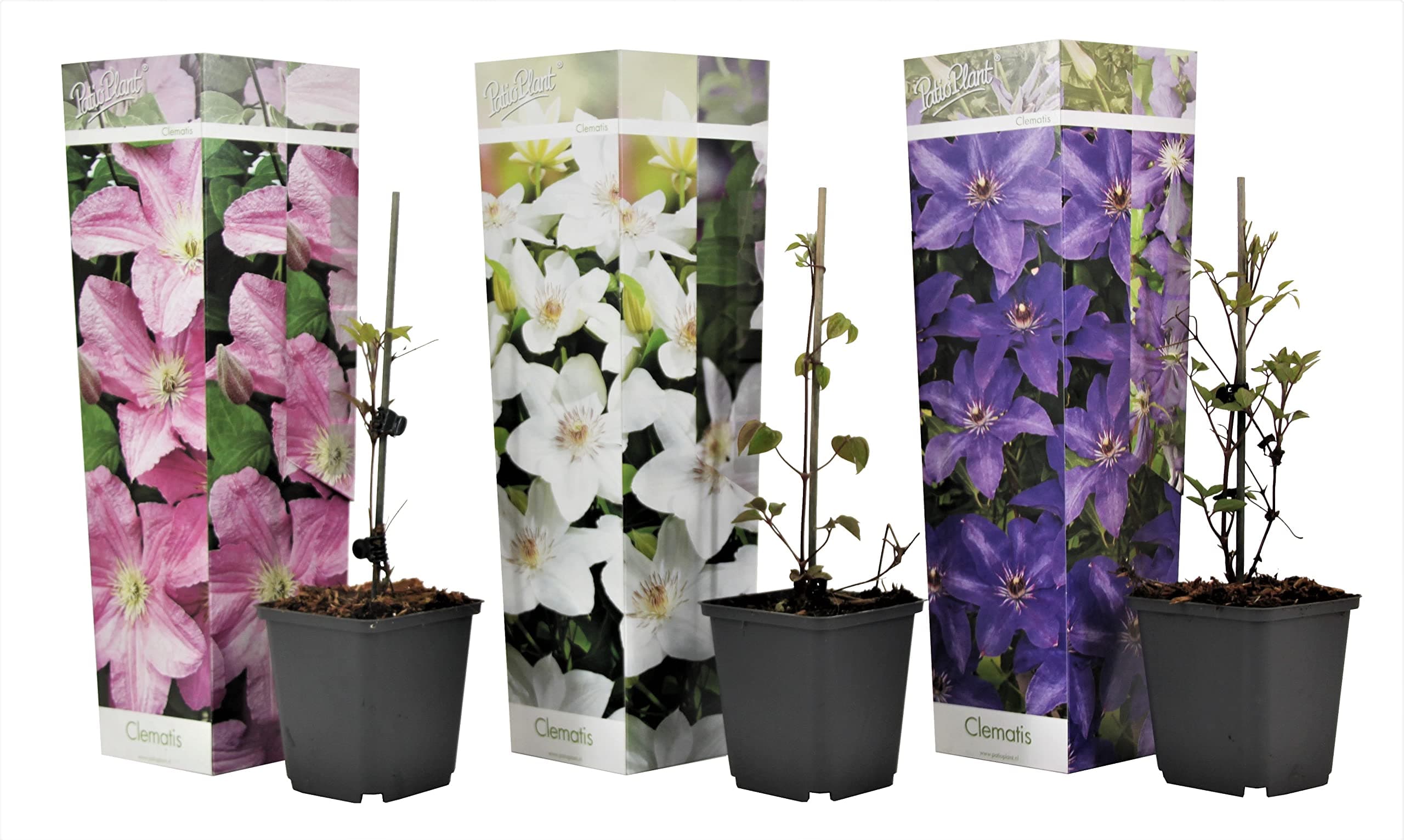 Kletterpflanze Clematis in einer PflanzerBINDE - Mix von 3 Pflanzen - Topf 9cm - Ideal für Anfänger