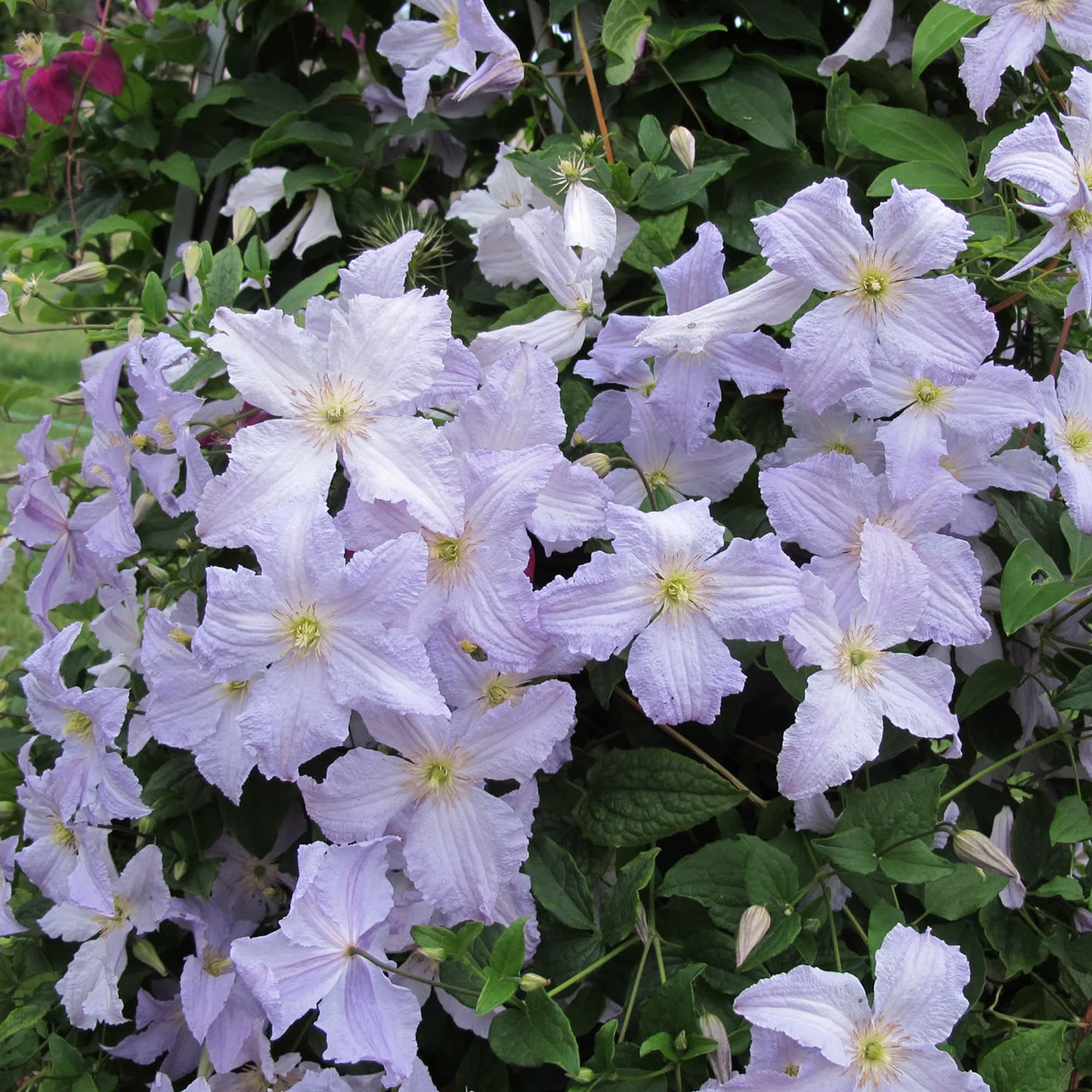 Clematis 'Blauer Engel' - Winterharter Laubklettern Garten Strauch | Idealer Blütezeit-Reichhaltigkeiten |Wintergärtnere