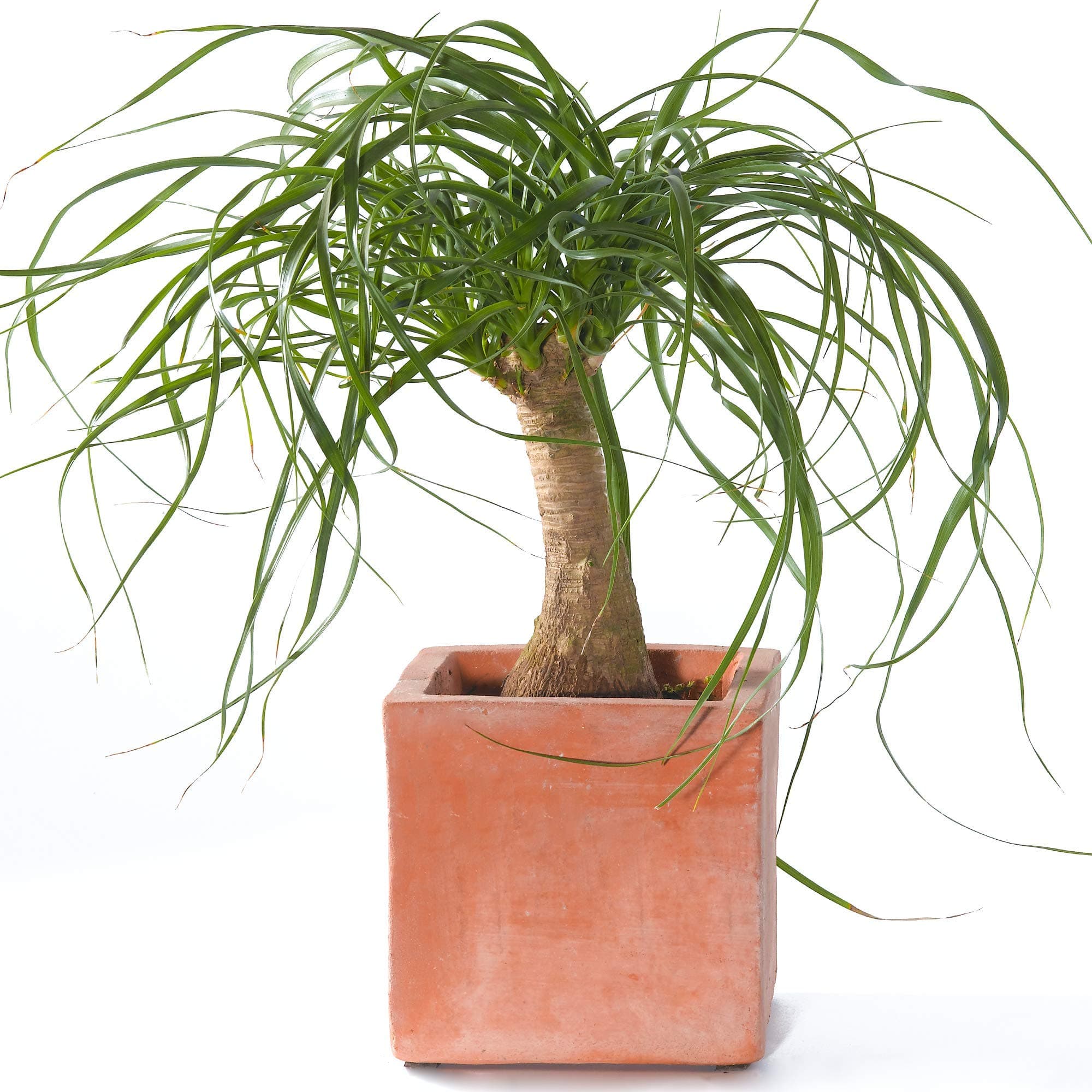 Beaucarnea Recurvata 40-50cm getopfte Perfedeschwanz Palme für Zuhause oder das Büro - eleganterierz.de