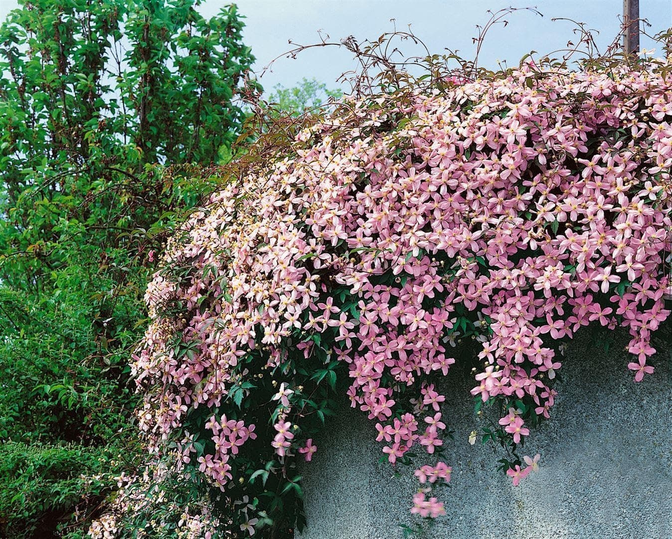 Clematis montana 'Pink Perfection' - Rosa Blüten, pflegeleicht und winterhart - Junioren,ideal für großzügige Rankgerüst