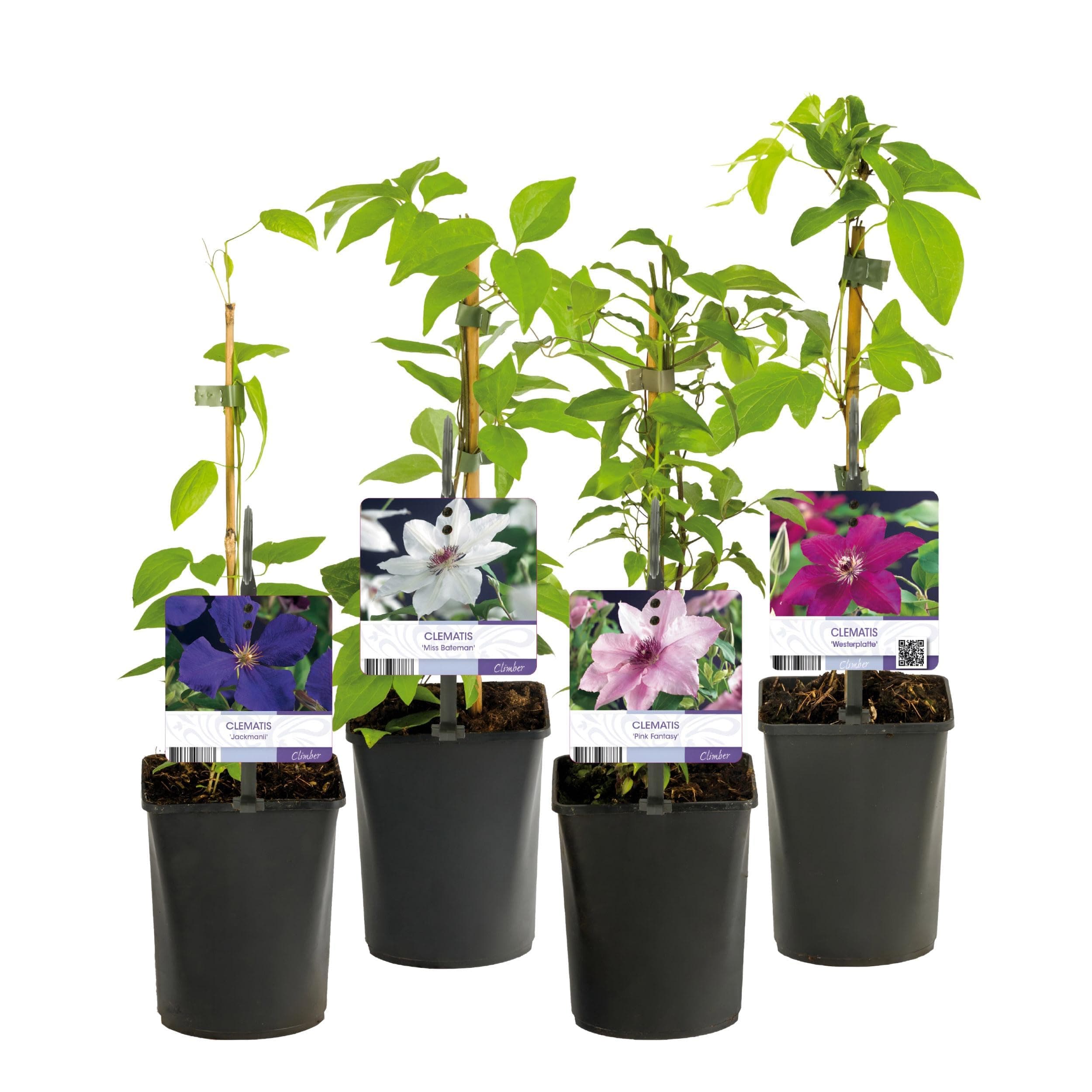 GreenboutiQ Clematis Rainbow Kletterpflanze - Blüte Rosa Weiss Lila Rot - Wenig Pflege - 4 Pflanzen pro Topf - 11cm Höhe